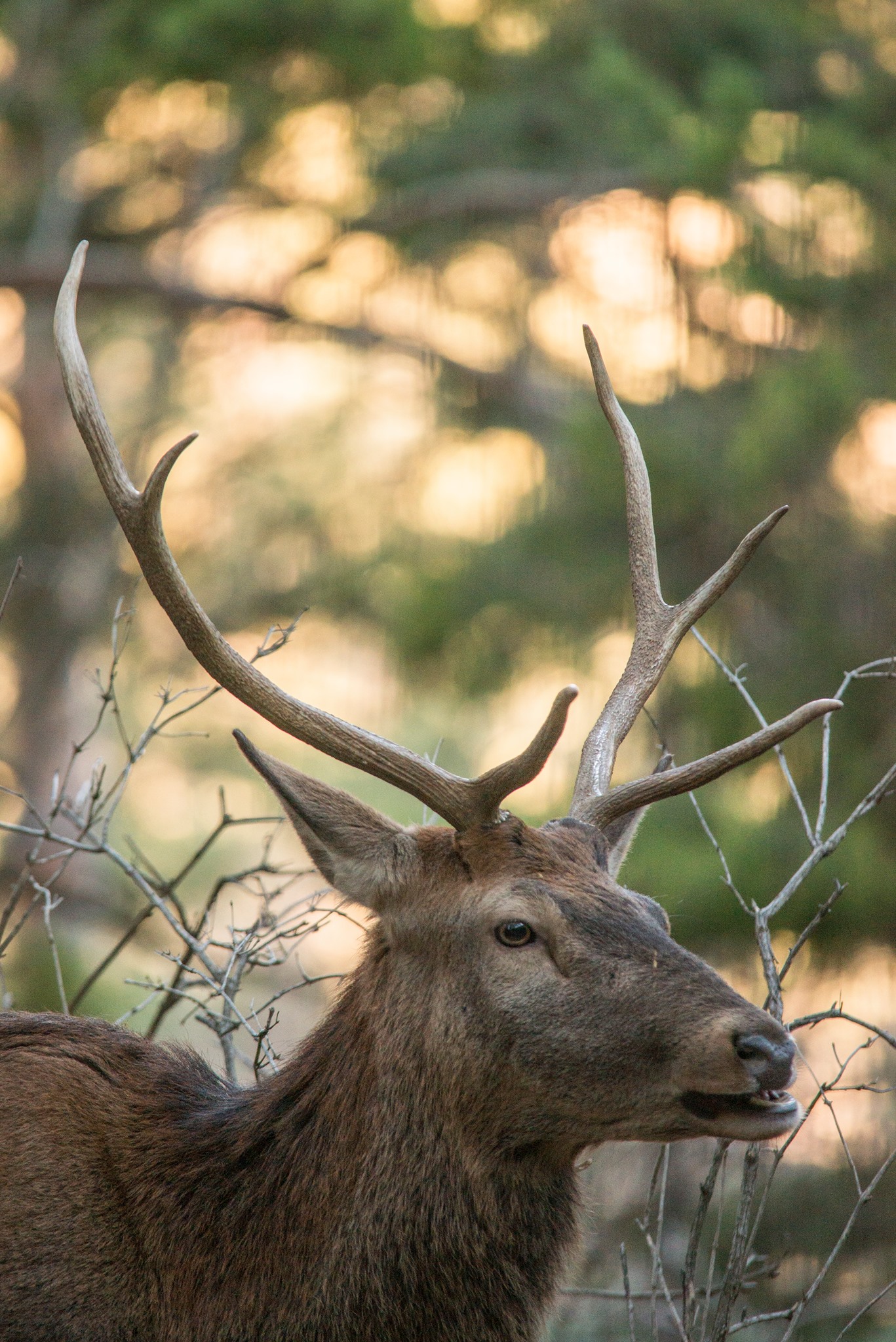 More meetings in the woods