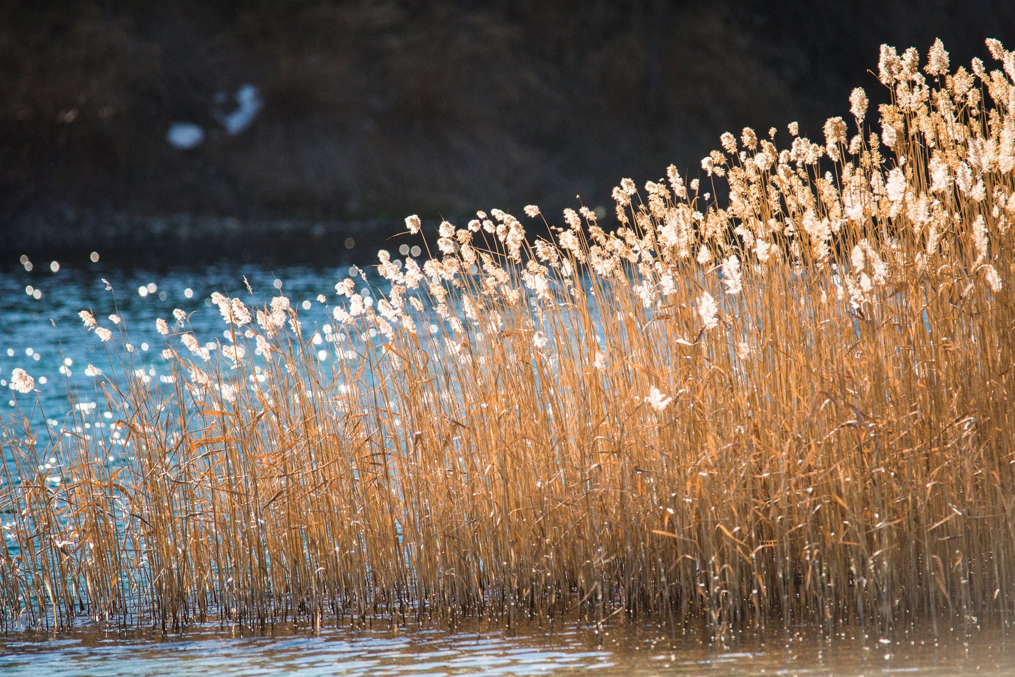 Colors and light to the lake