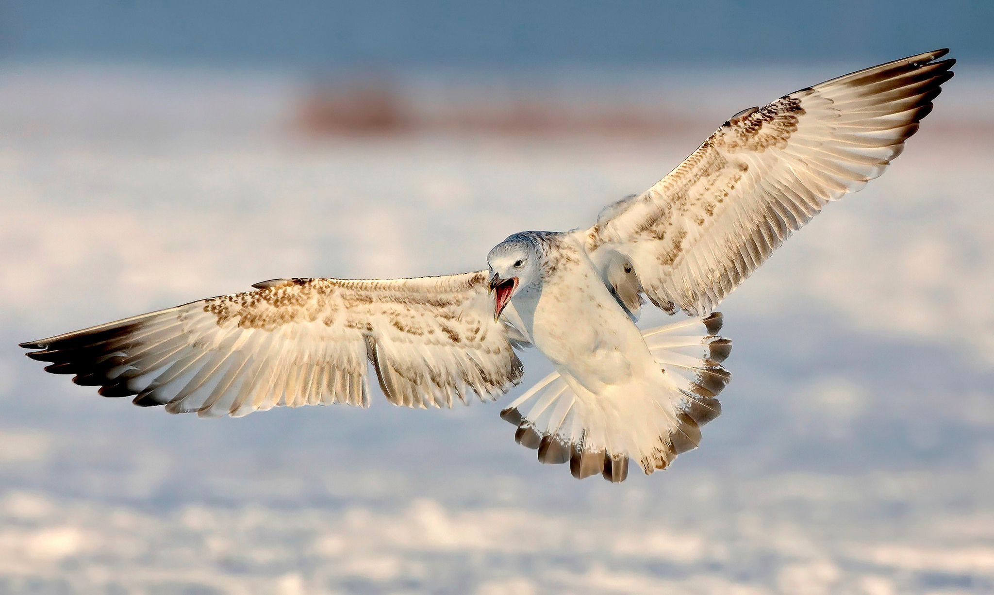 Great Black-backed Gull (Larus marinus)