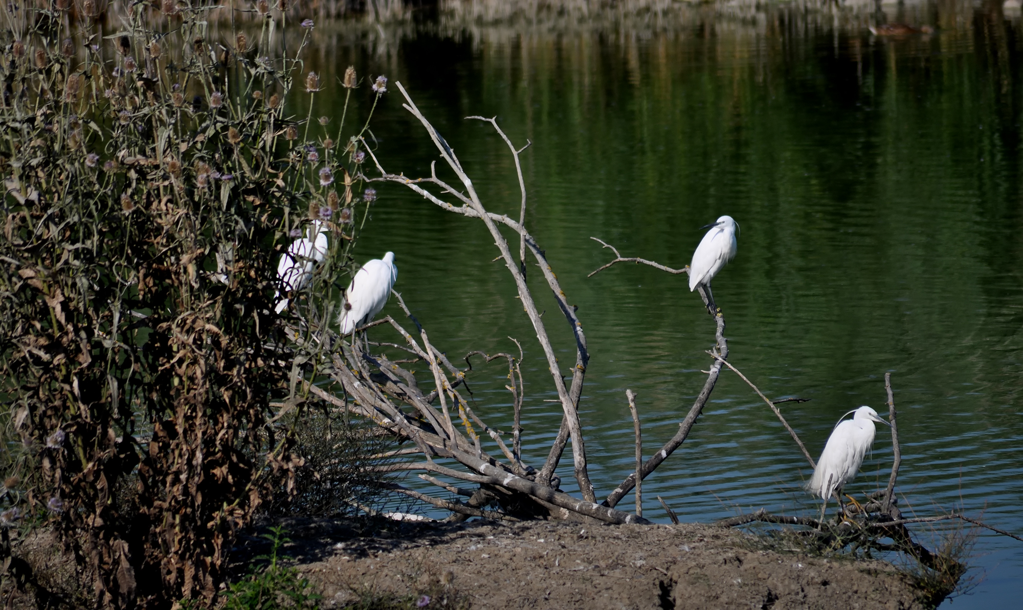 manzolino luglio 2011