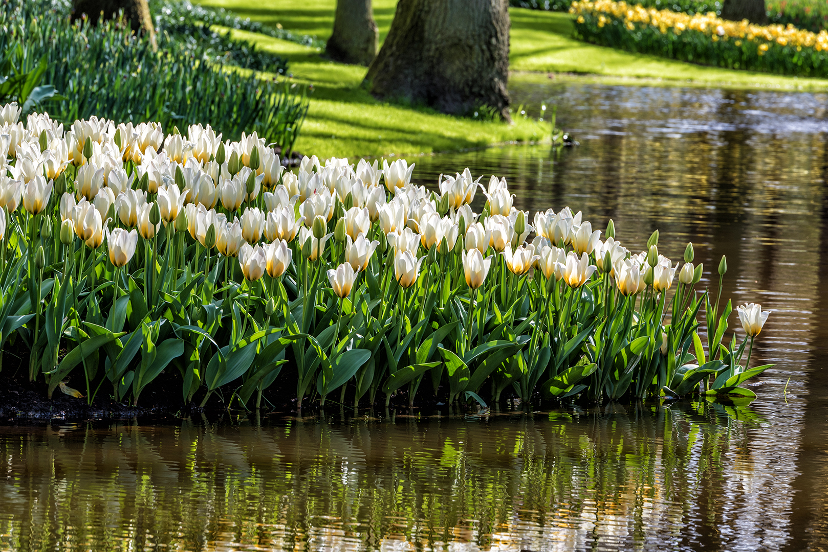 Keukenhof