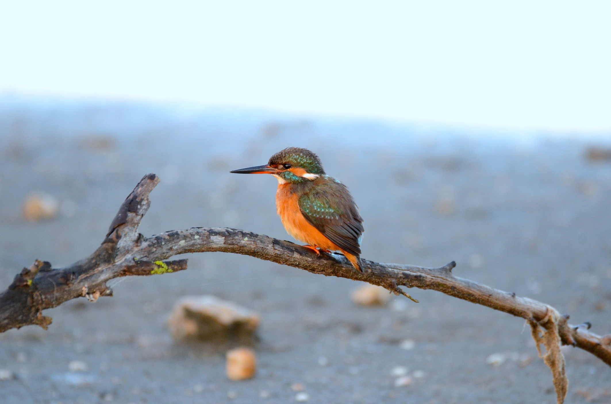 Martin pescatore ( Alcedo atthis )