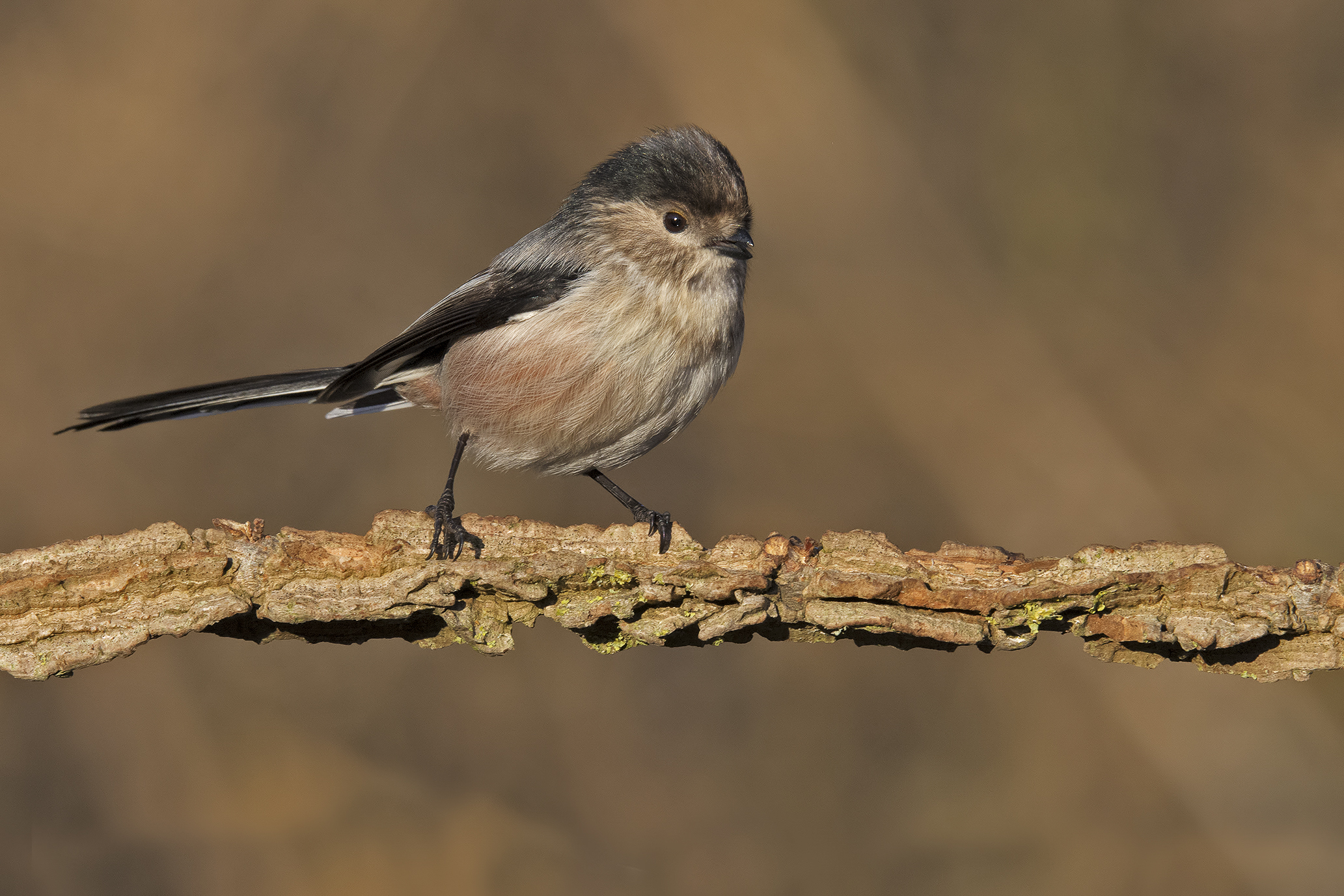 codibùgnolo (Aegithalos caudatus)