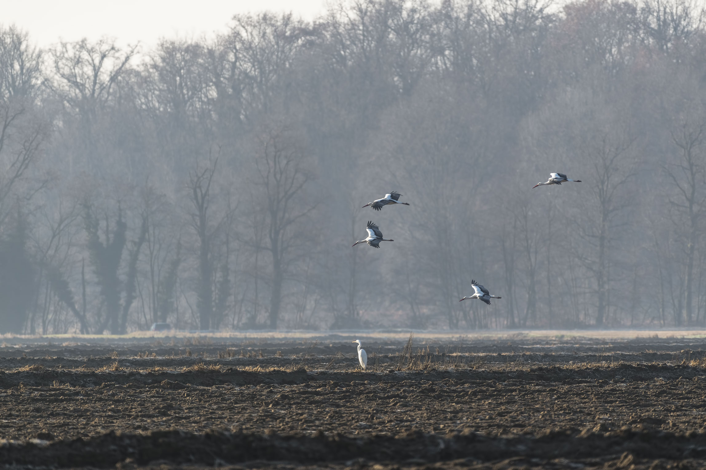 storks nele risazie dawn