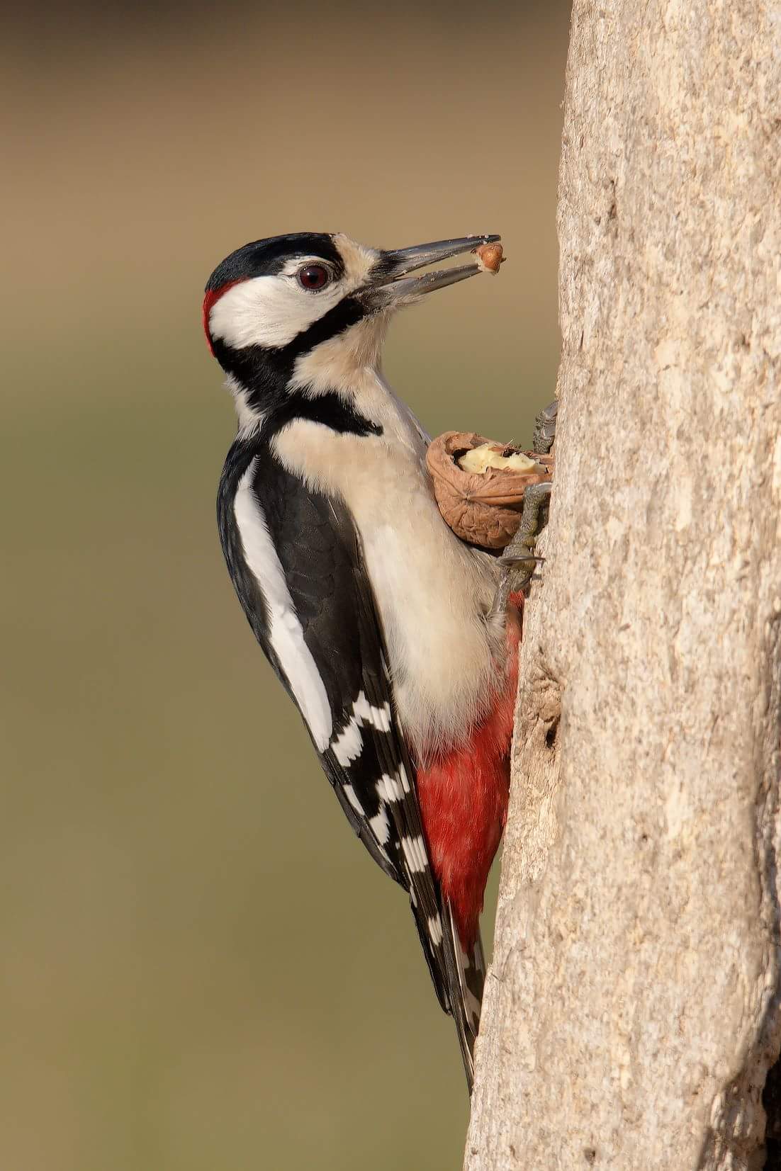 Great Spotted Woodpecker