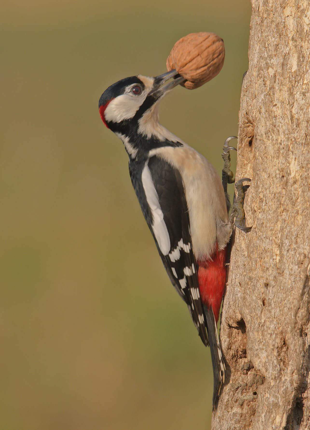 Great Spotted Woodpecker