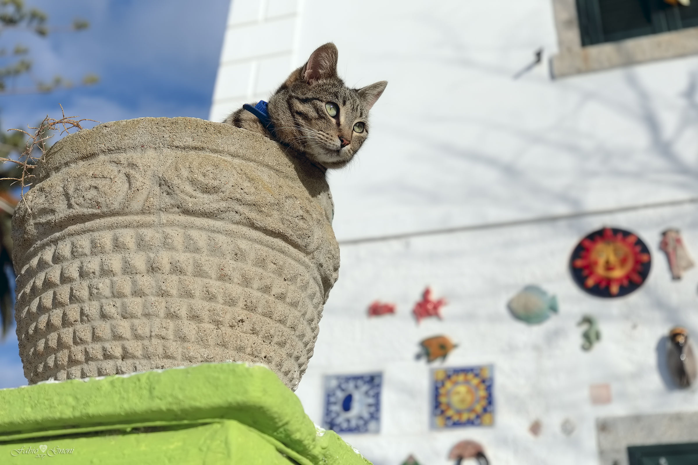 The Giglio Cat