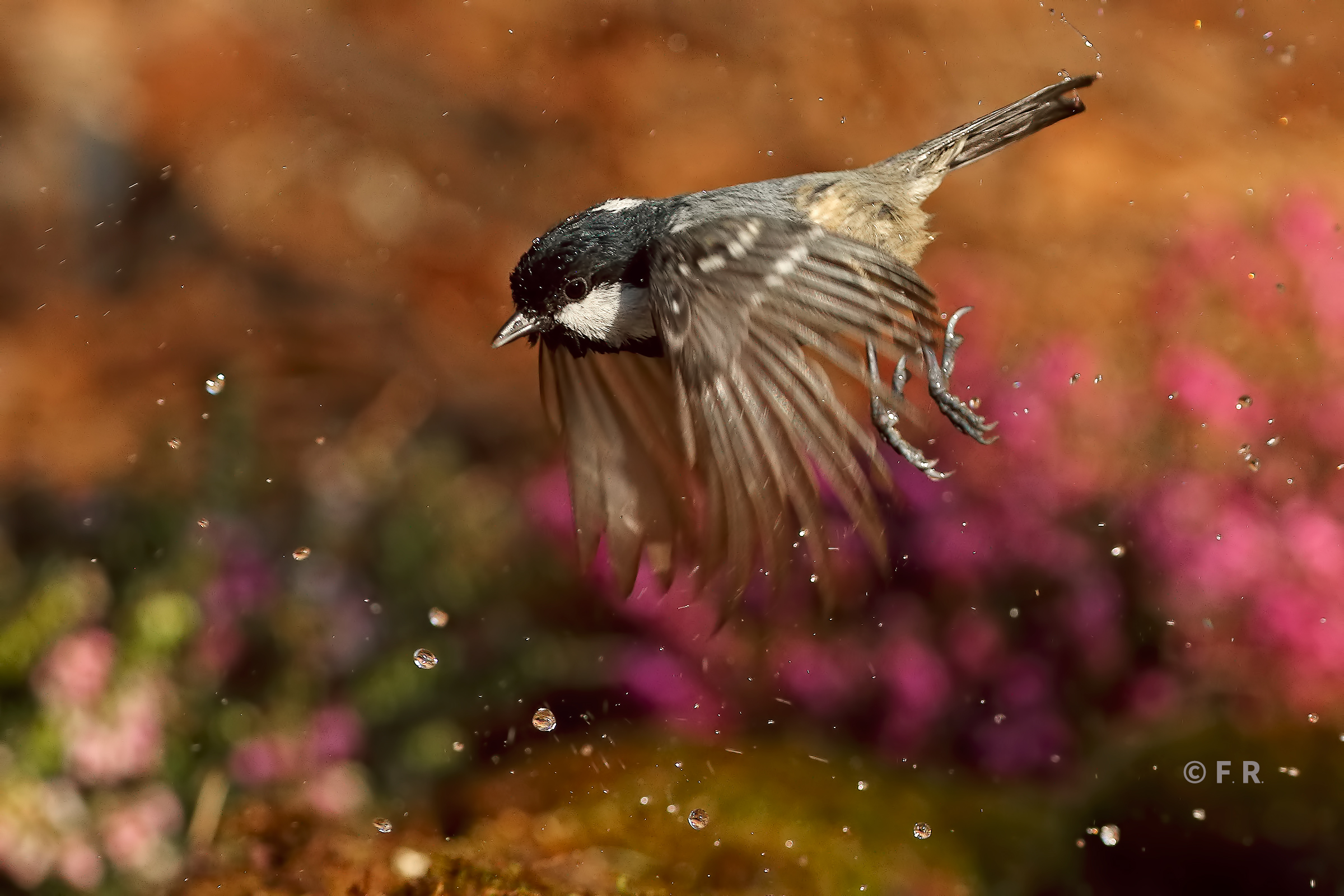 mora tra gocce e colori