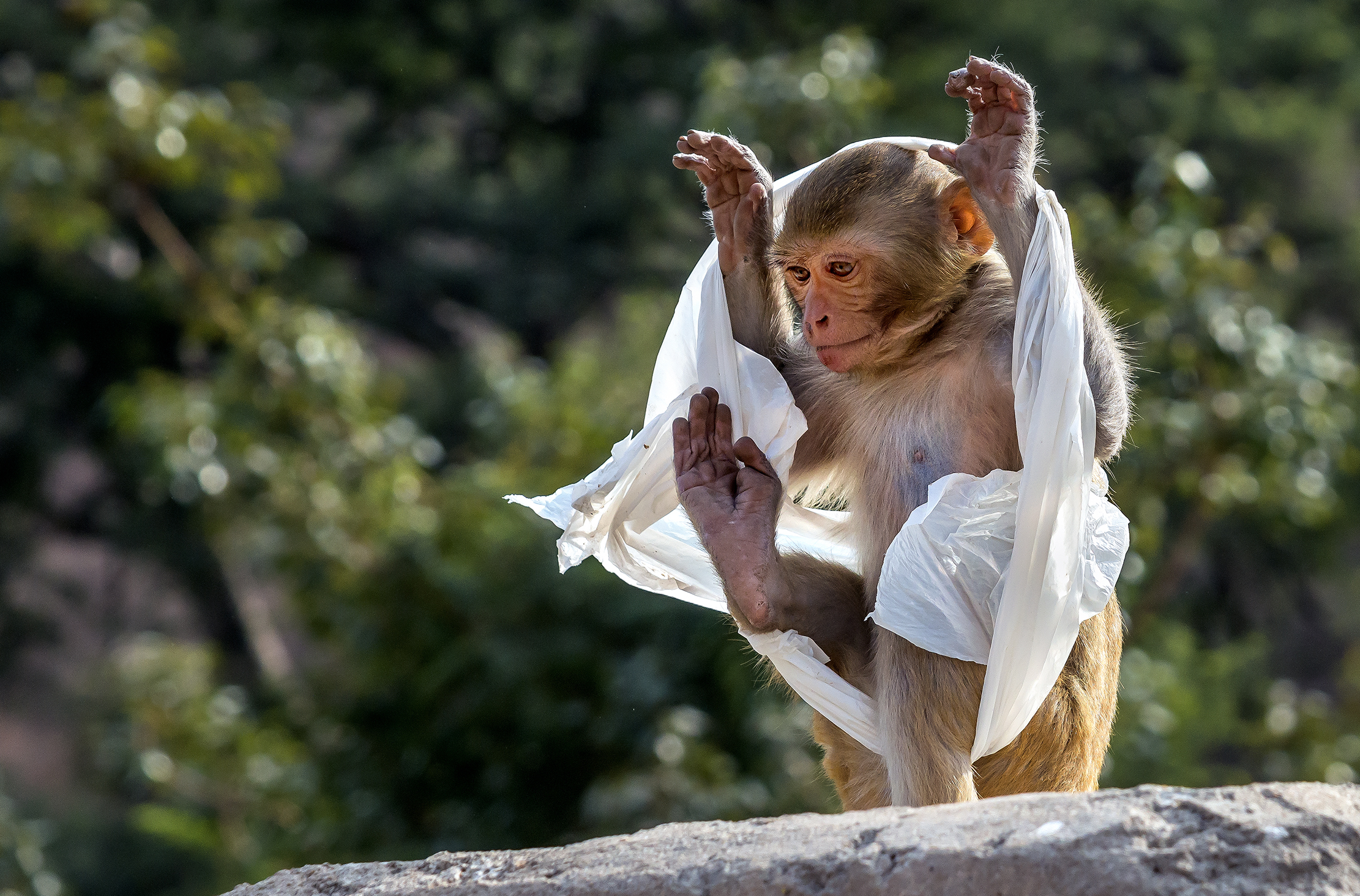 Rajasthan 2017 - Macaco al tempio delle scimmie