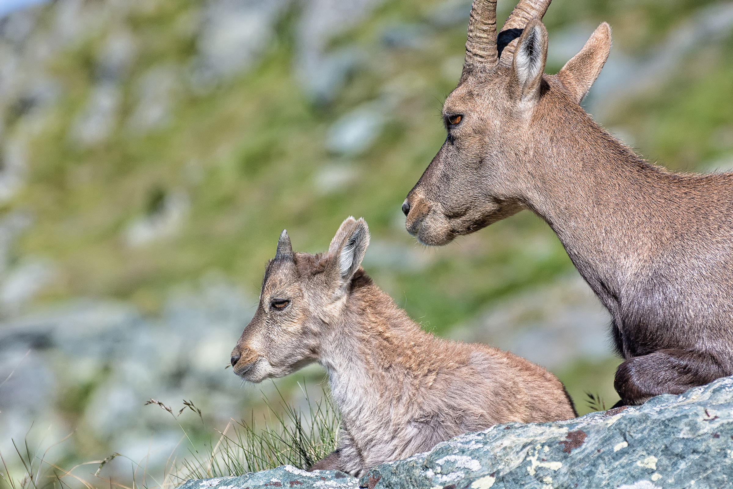 Young and female Ibex