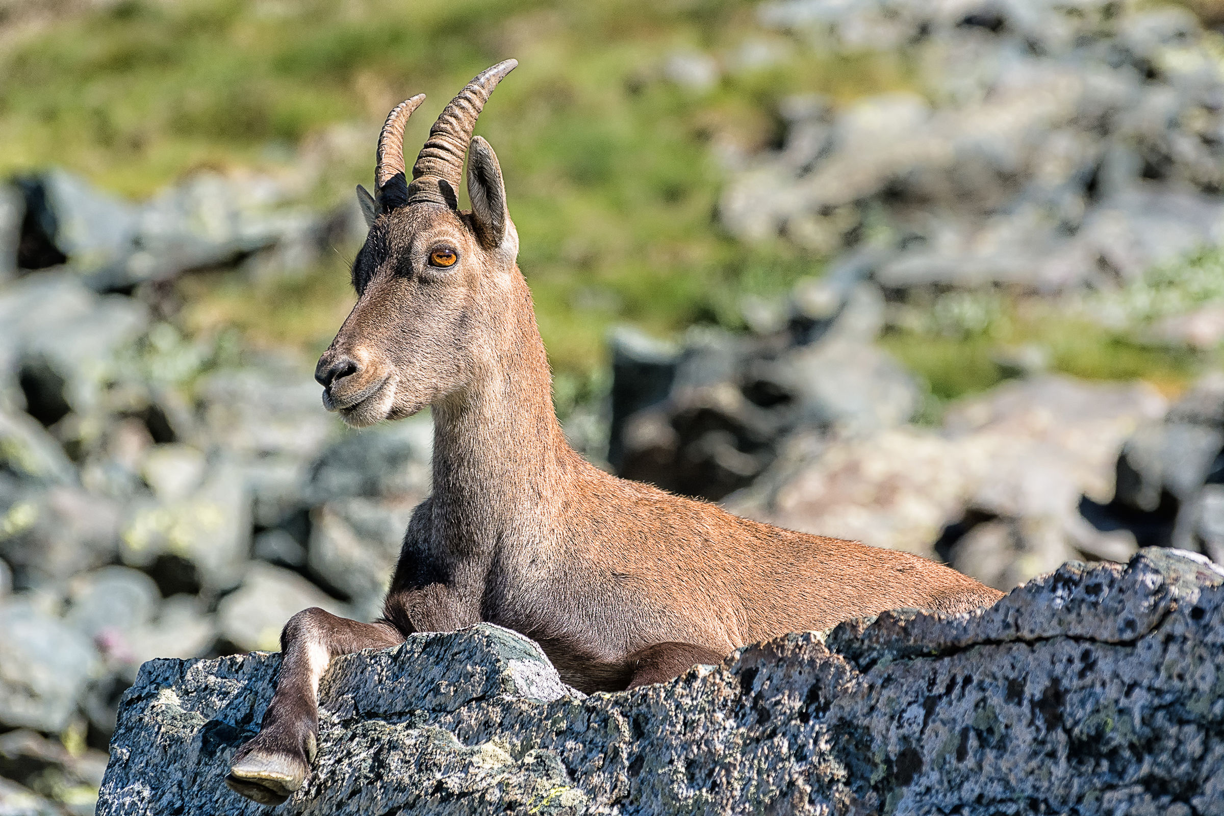 Ibex relax