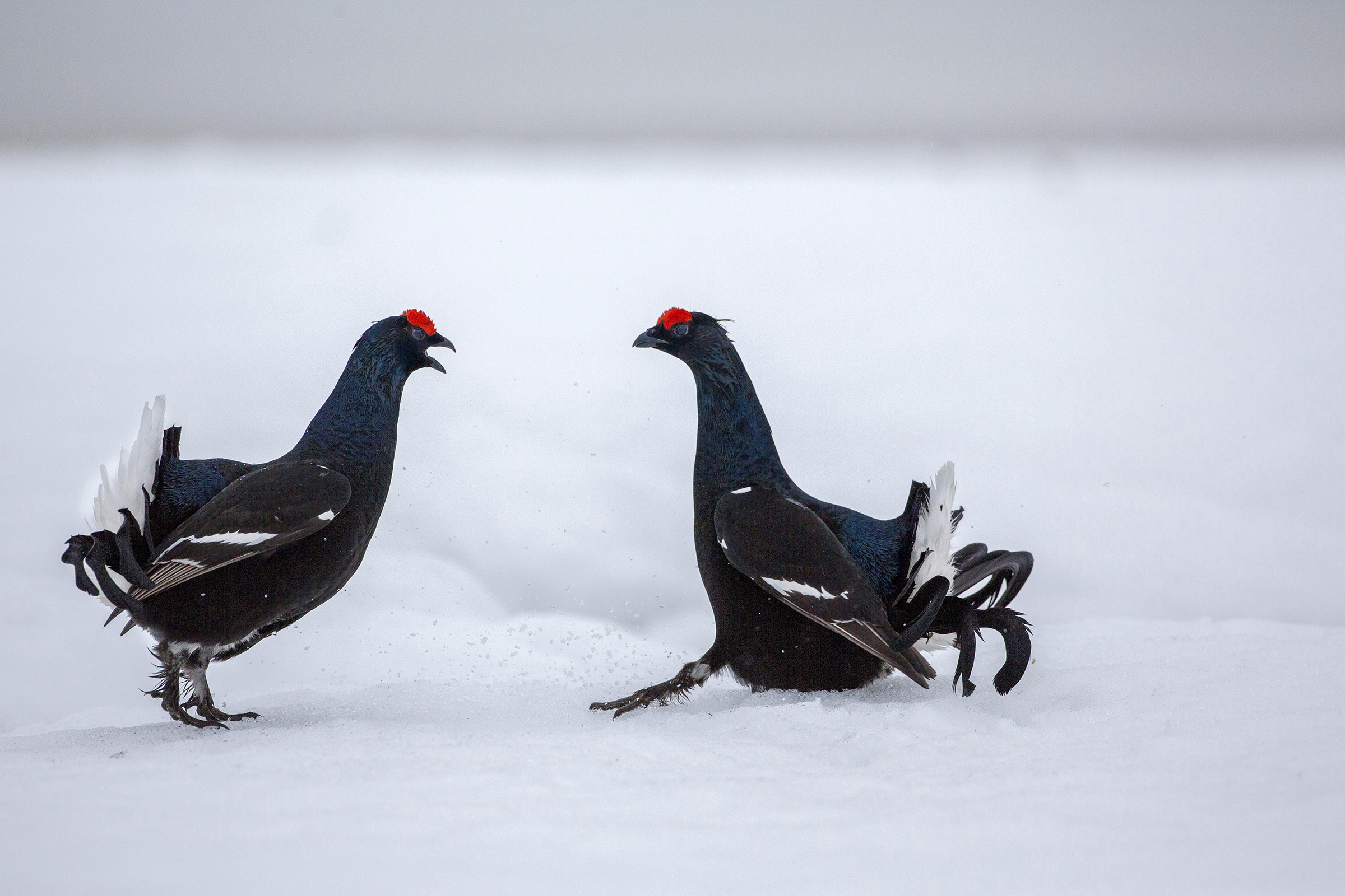 galli forcelli in combattimento