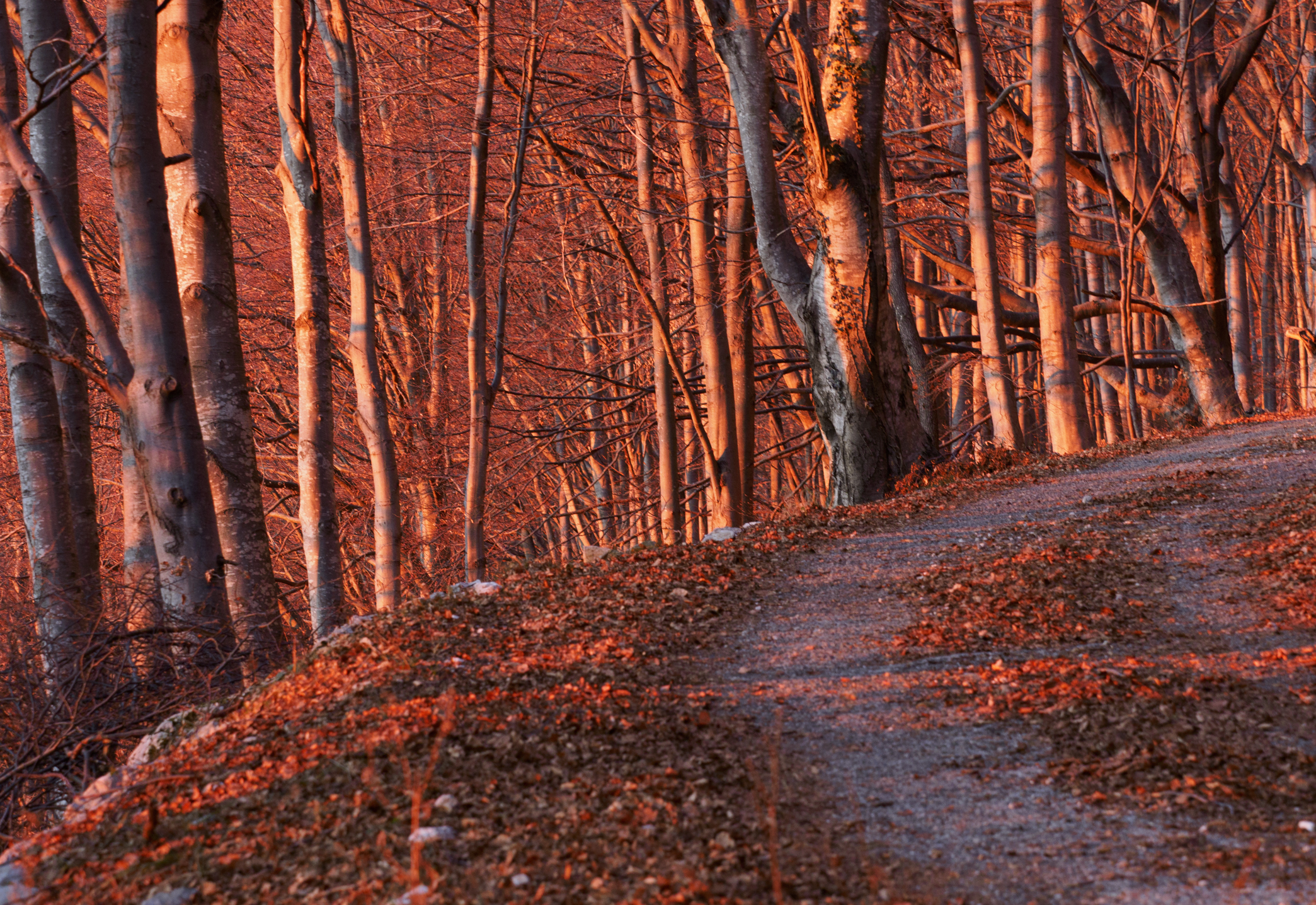 fiery sunset in the woods