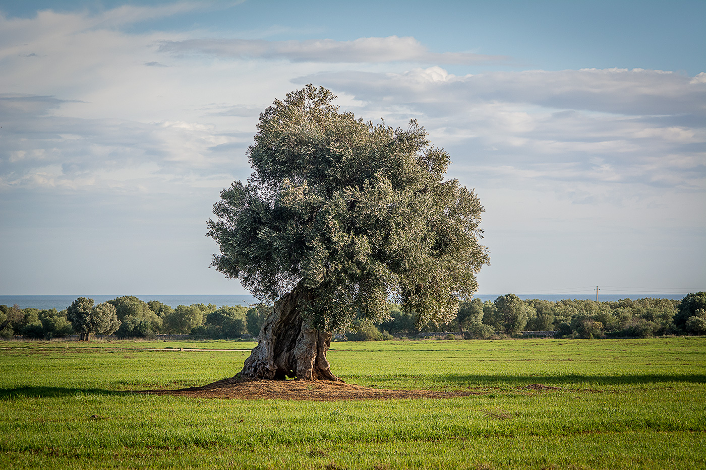 Olives on a flat in Ostuni