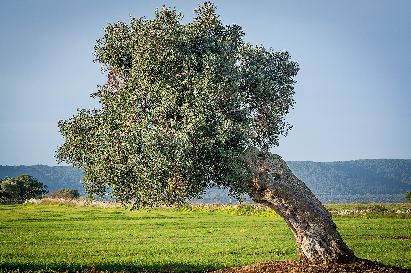 Ulivi su piana di Ostuni #2