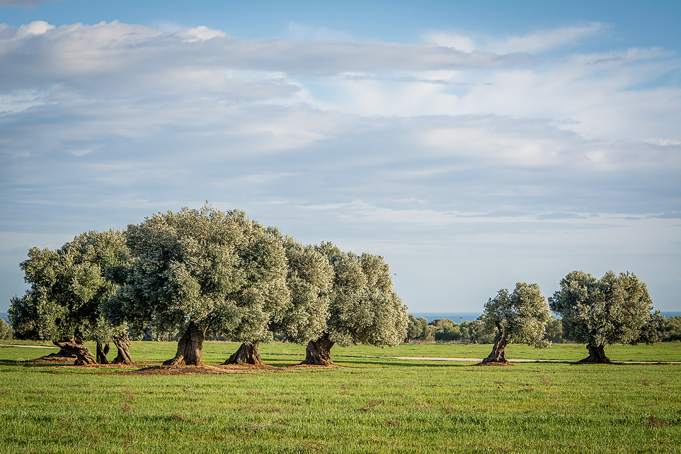 Ulivi su piana di Ostuni