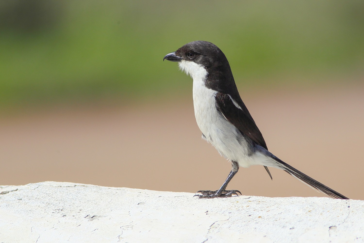 fiscal Shrike