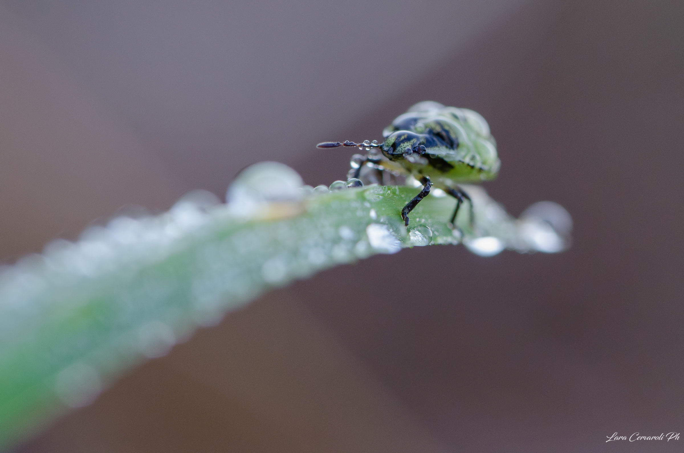 Little geometric world