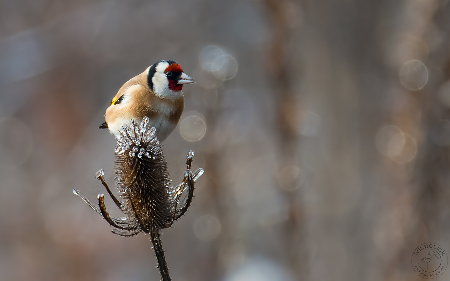 Cardellino su cardo ..