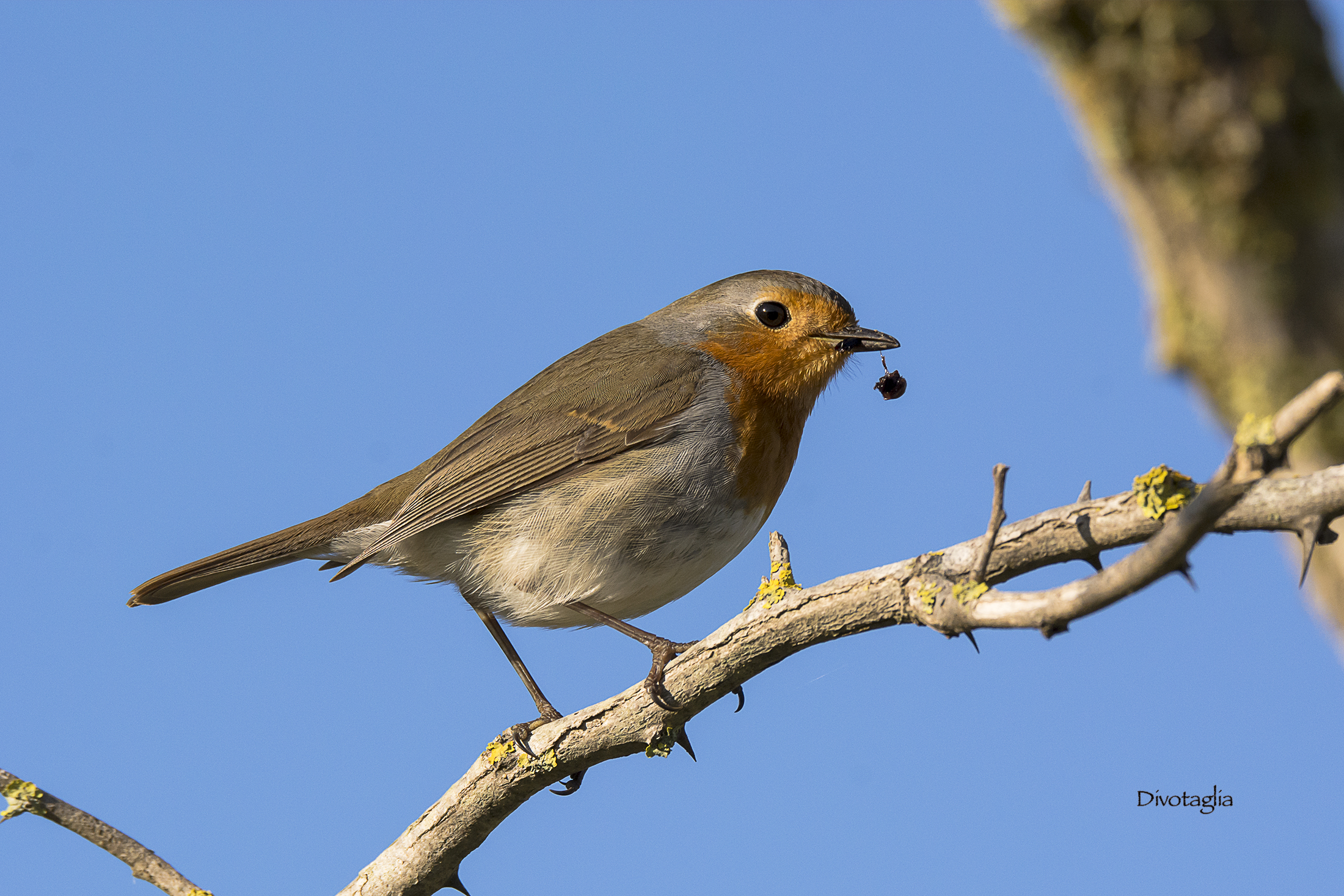 The robin and the wad.