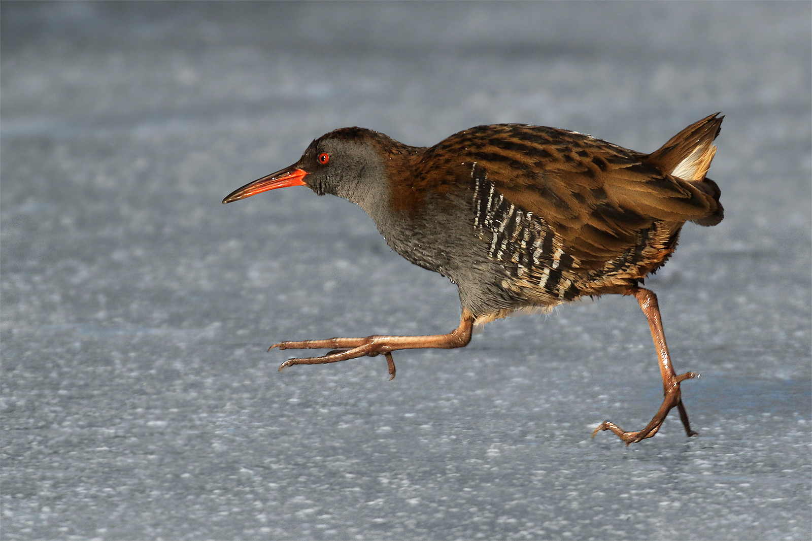 Water Rail on ice