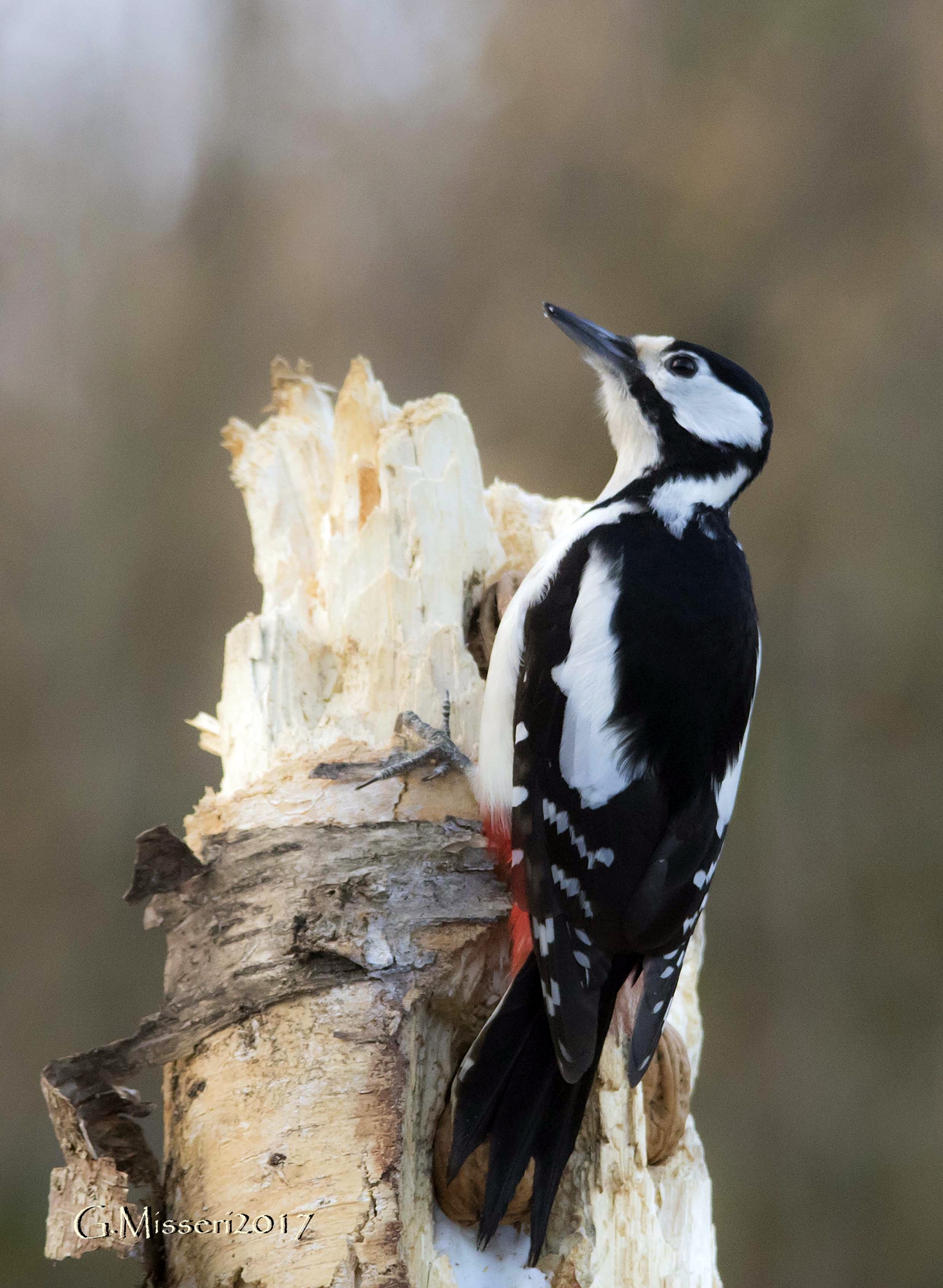 Picchio rosso maggiore