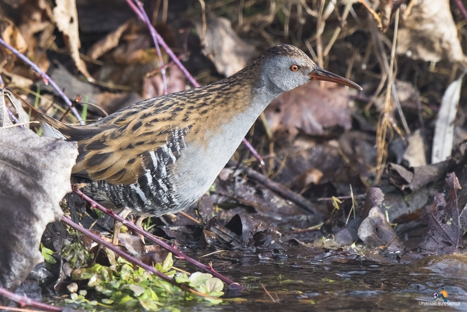 Water Rail, Rallus acquaticus.