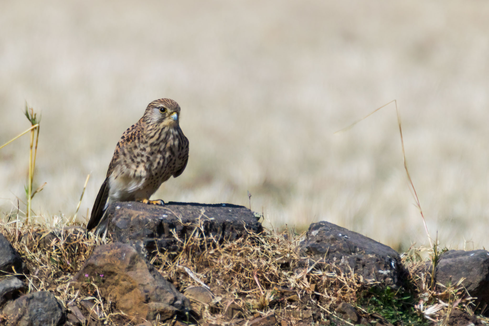 Common Kestrel