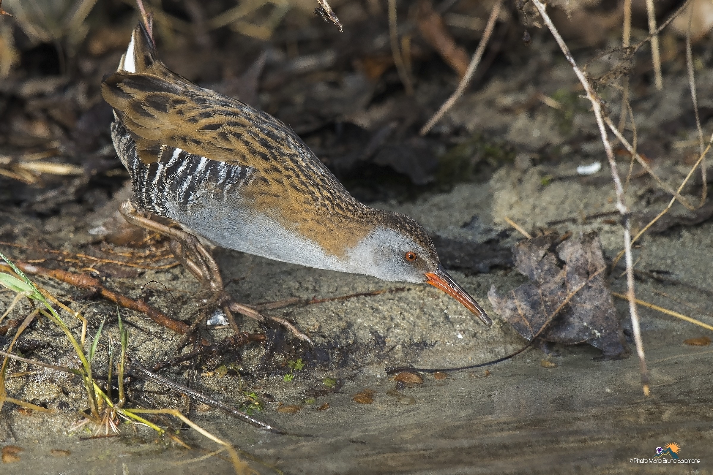 Water rail, rallus acquaticus.