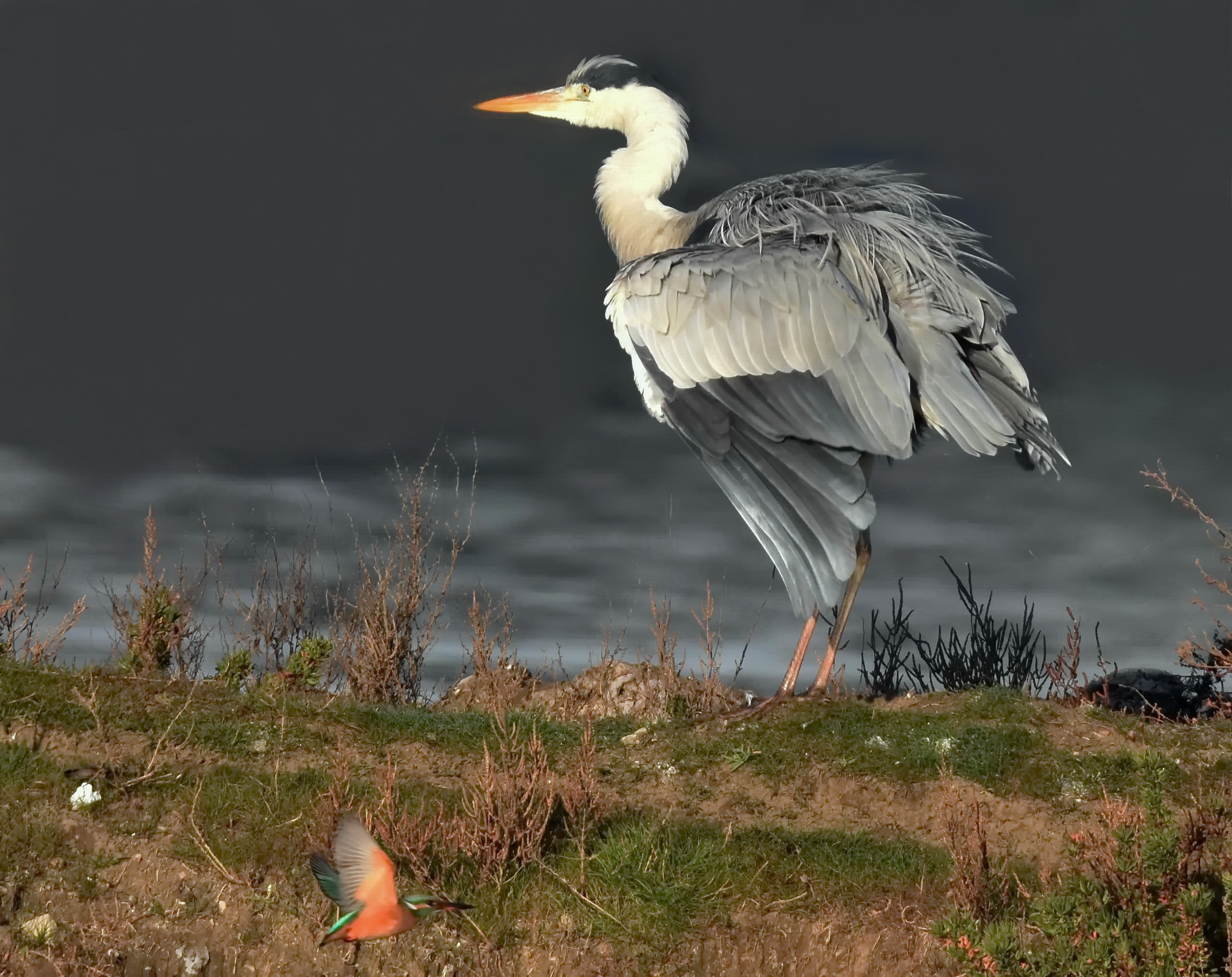 The Heron and Martina (strong crop)