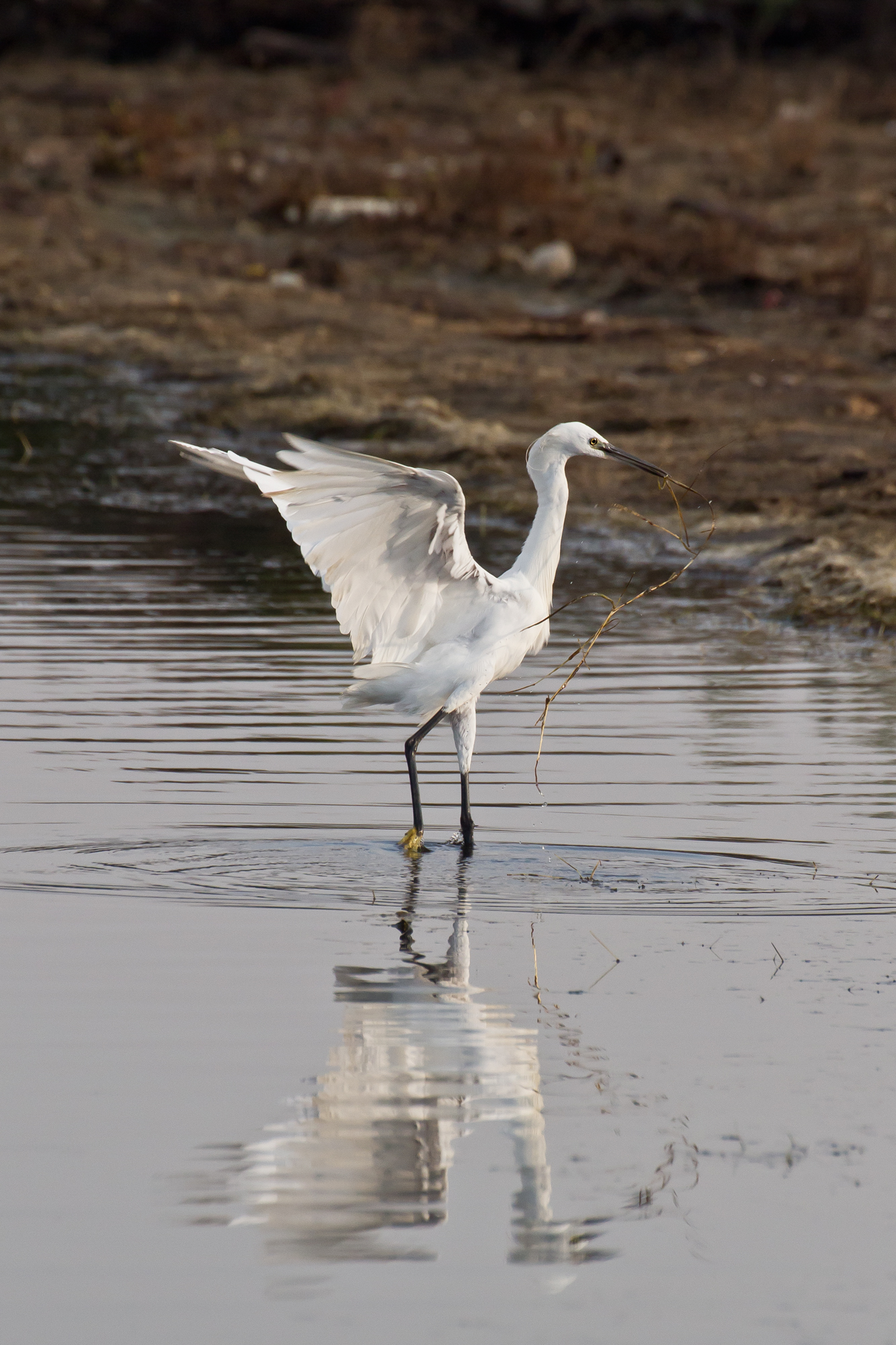 Accidenti, pensavo fosse un pesce!