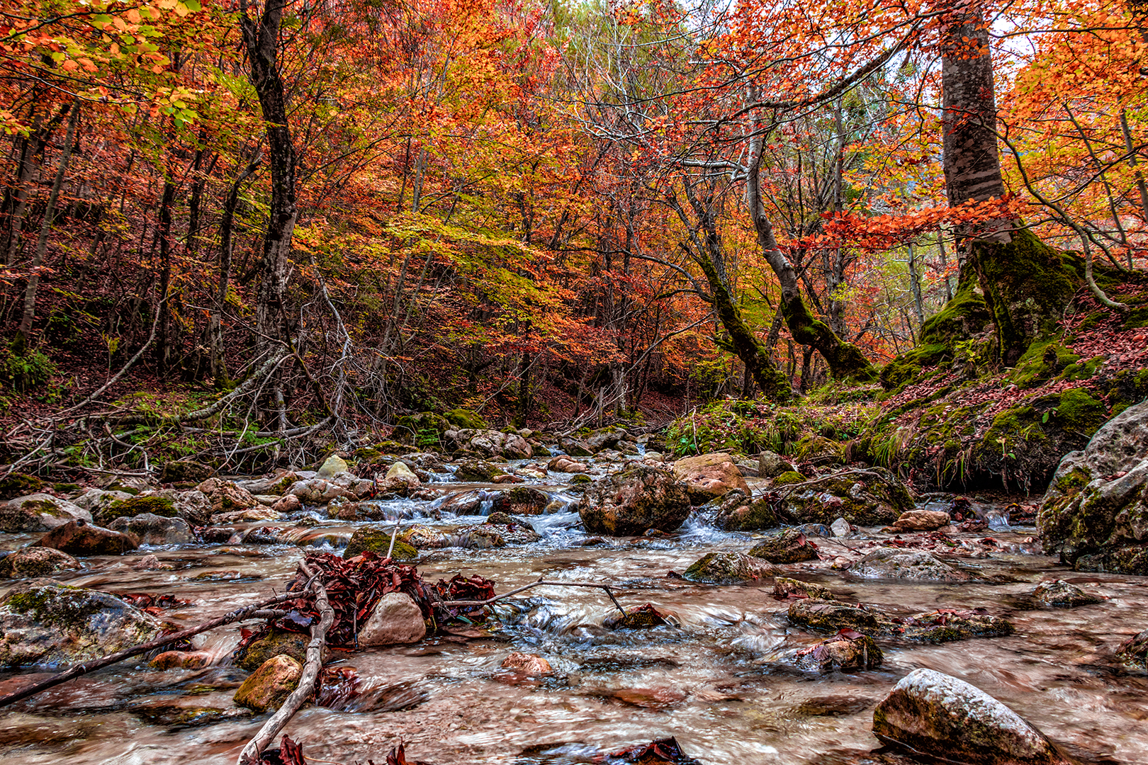 Stream through the trees