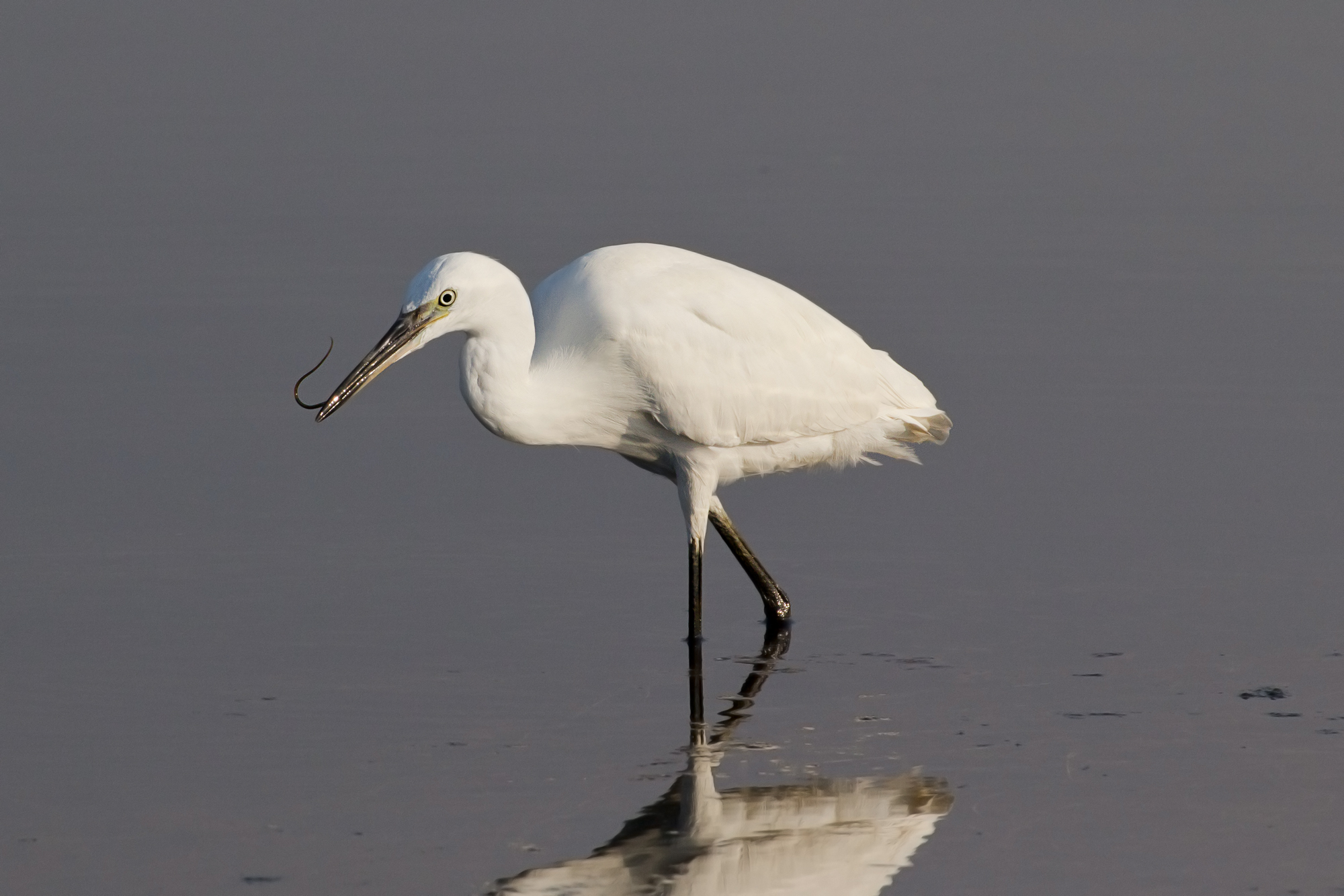 Anche oggi si mangia