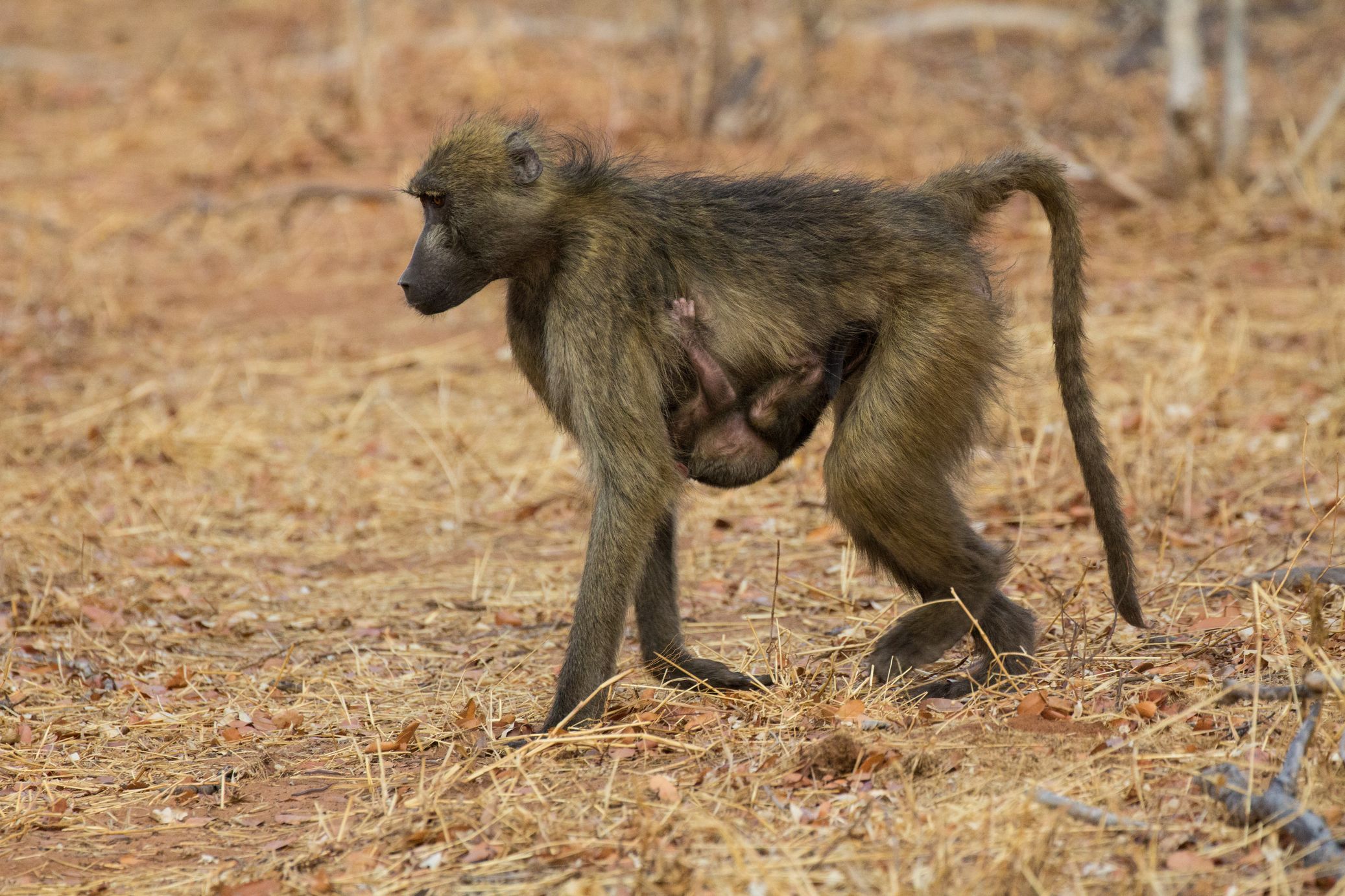 A spasso con il suo piccolo
