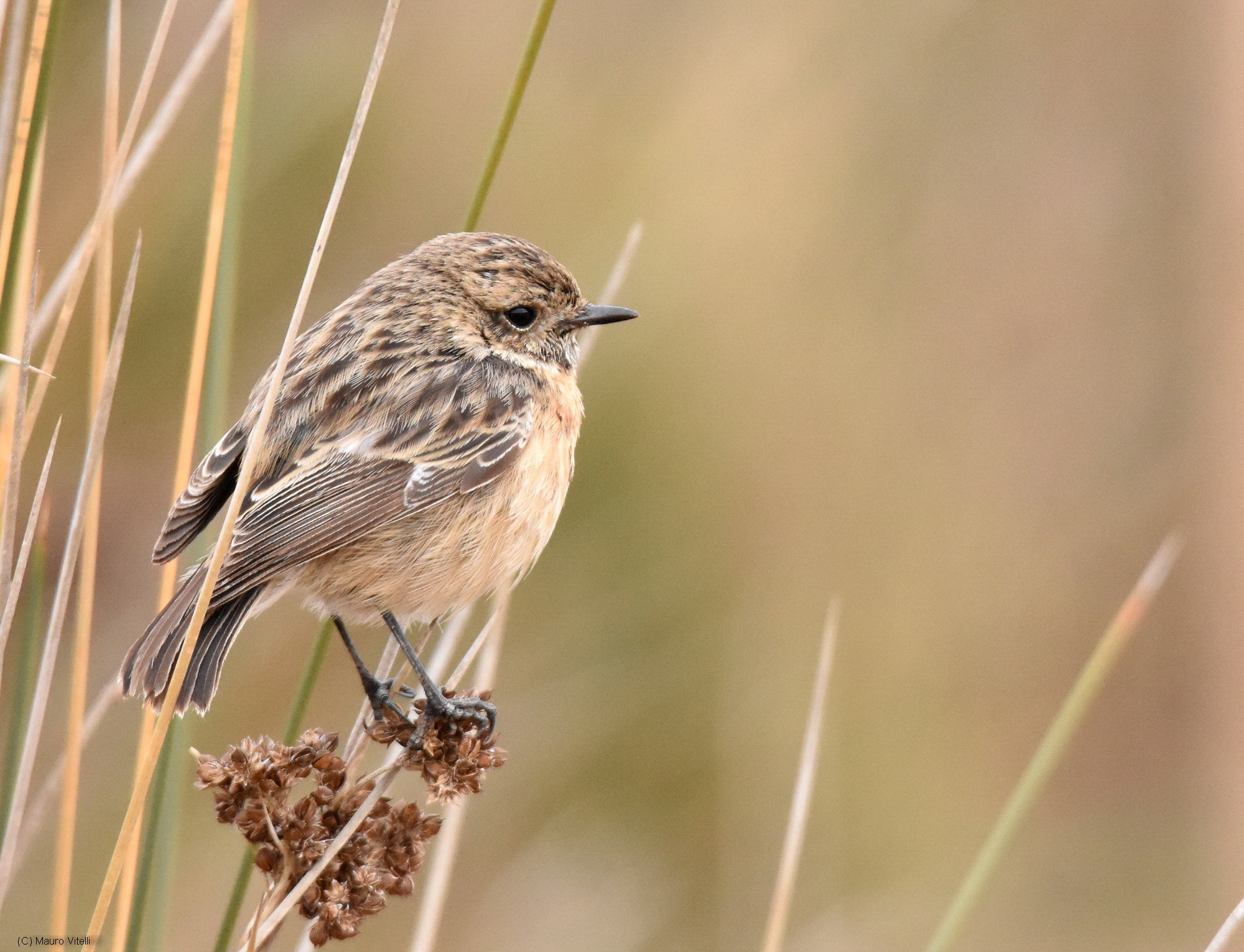 Stonechat (f)
