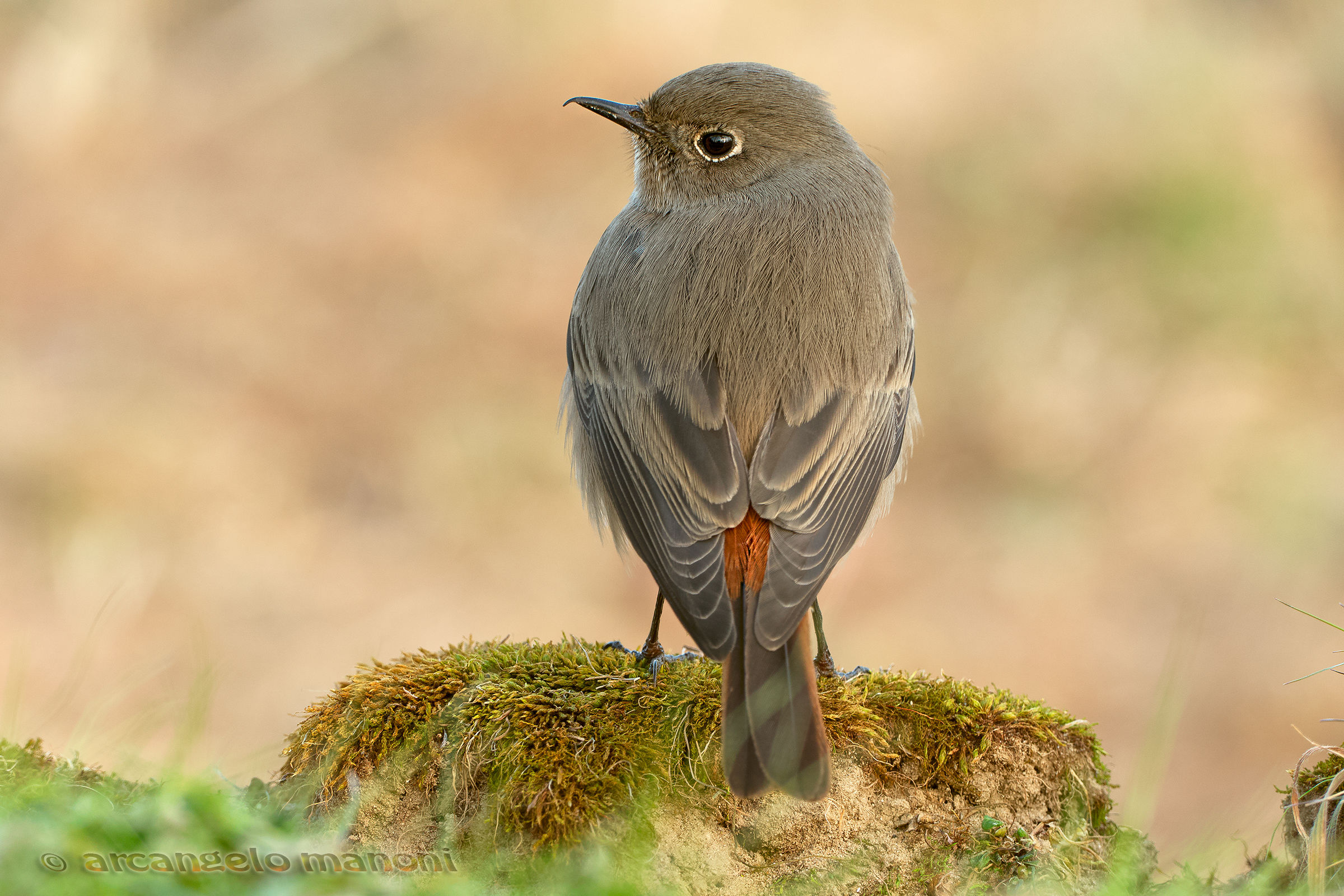Dall'alto di una zolla