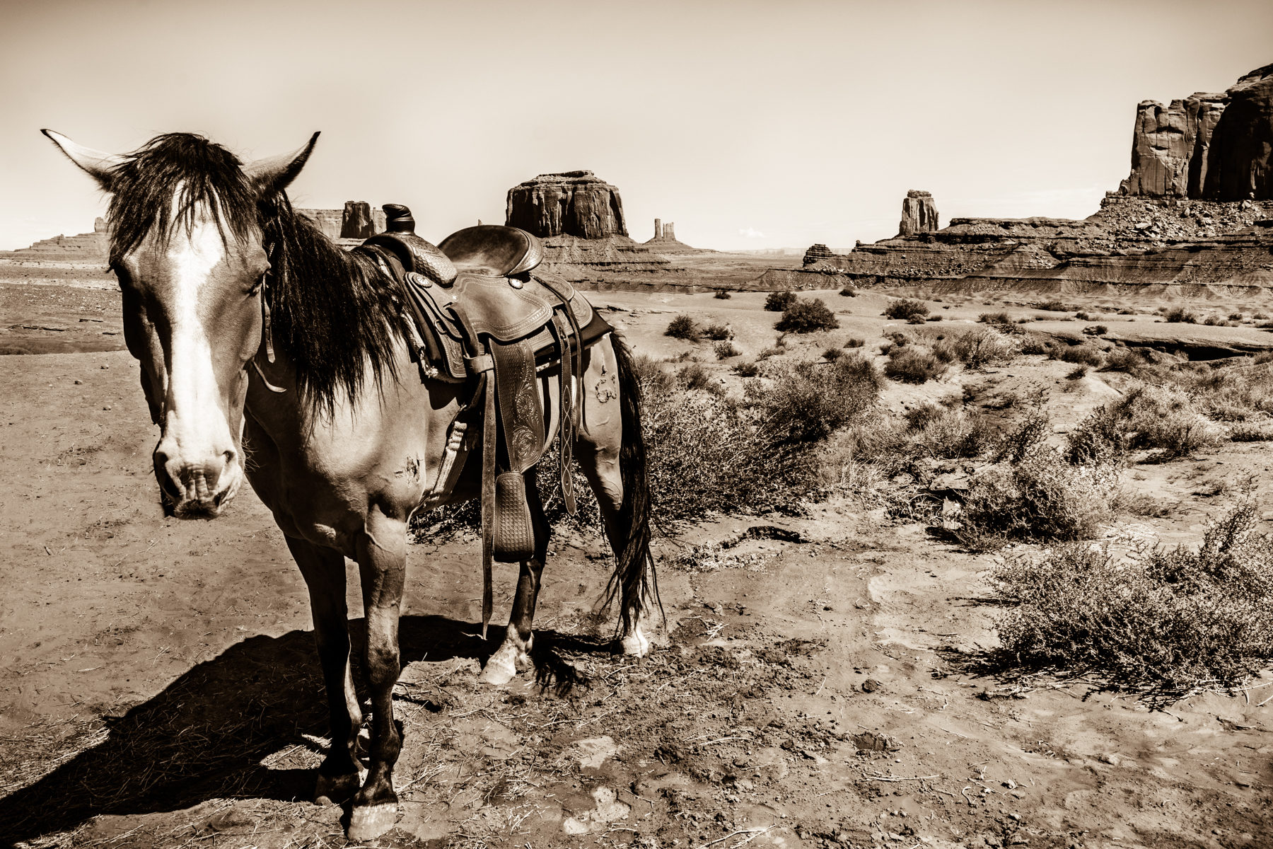 Spirit horse of the West