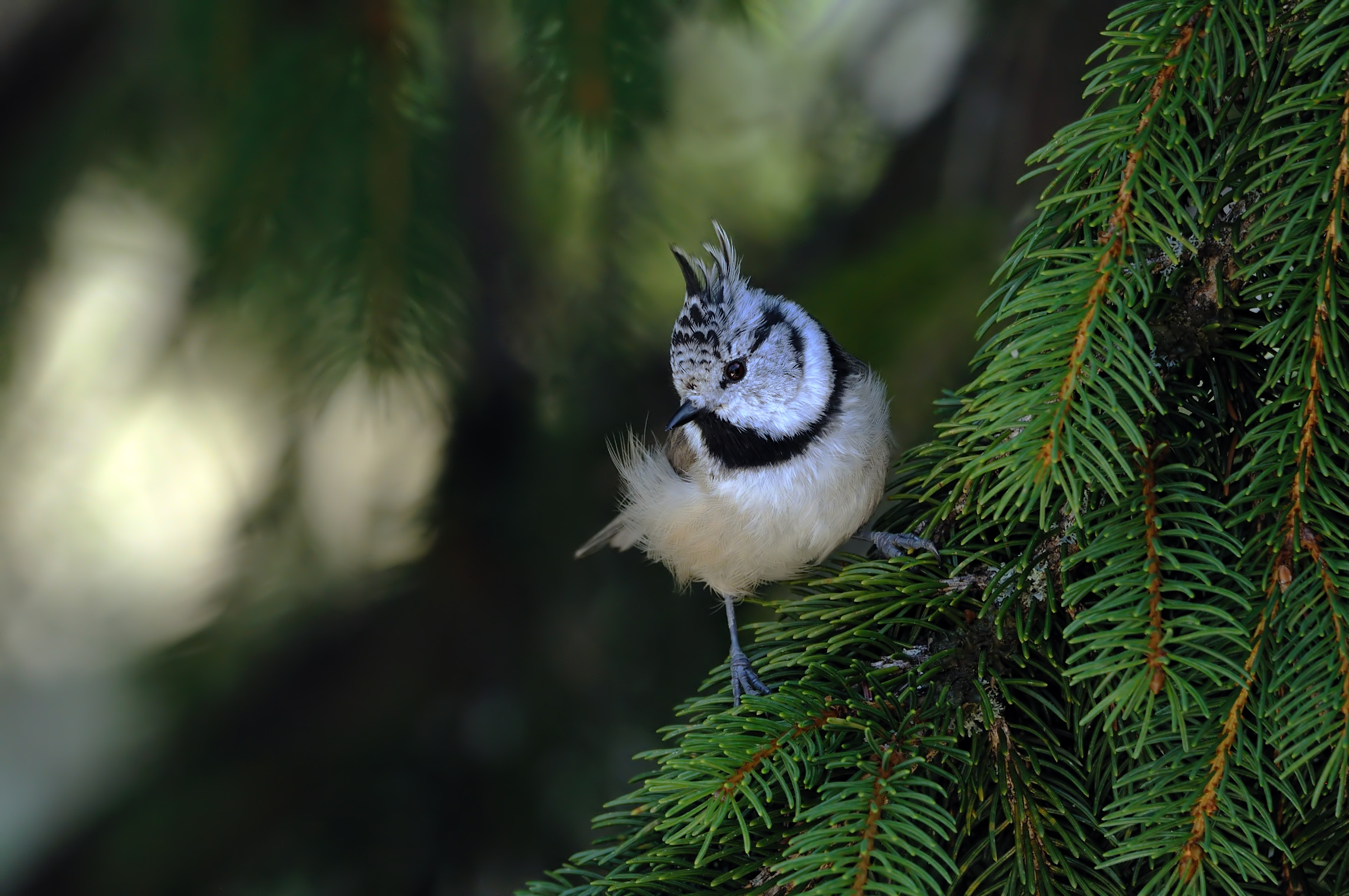 Crested Tit, Parus cristatus