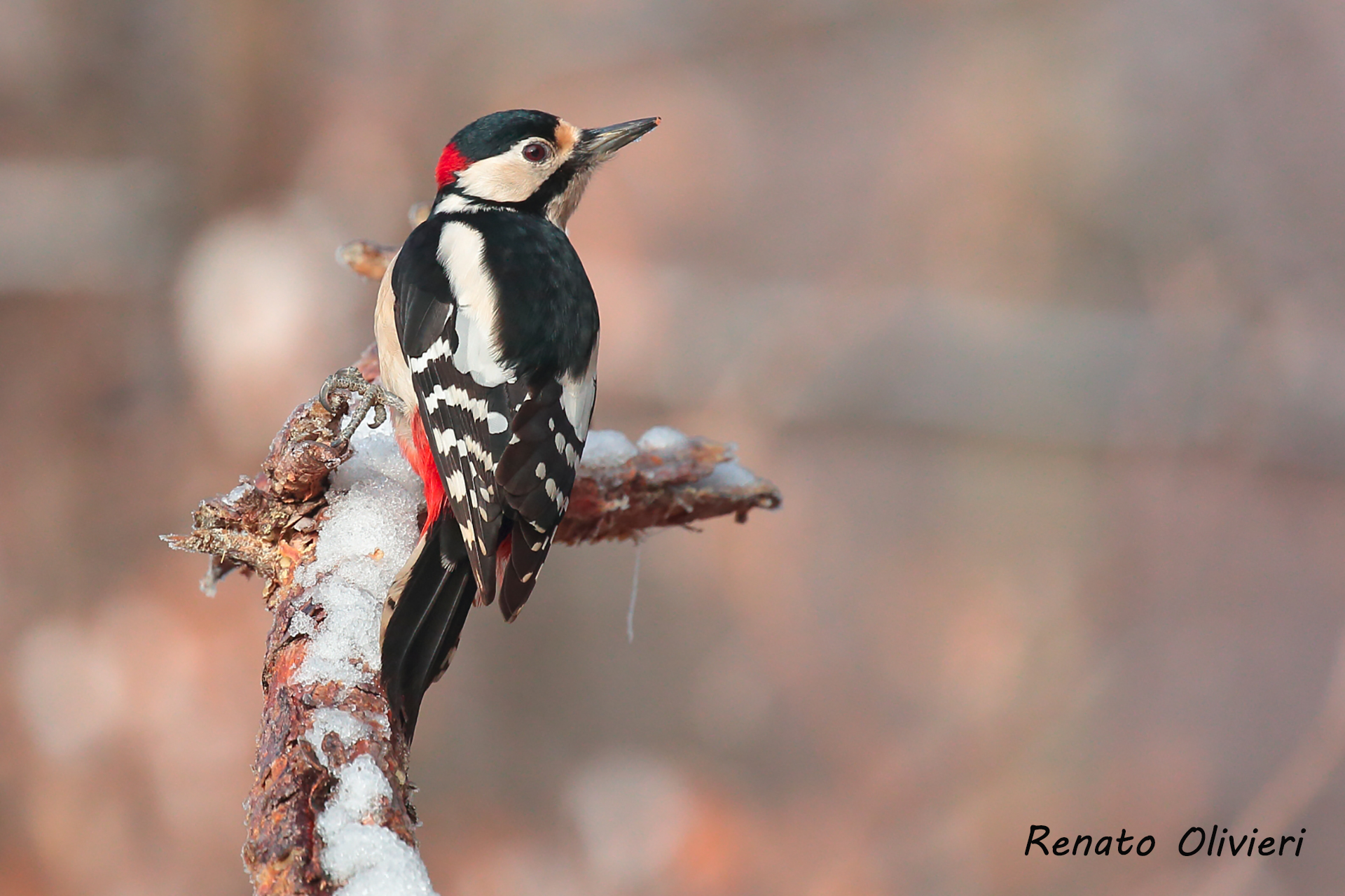 more Red Woodpecker (Male)