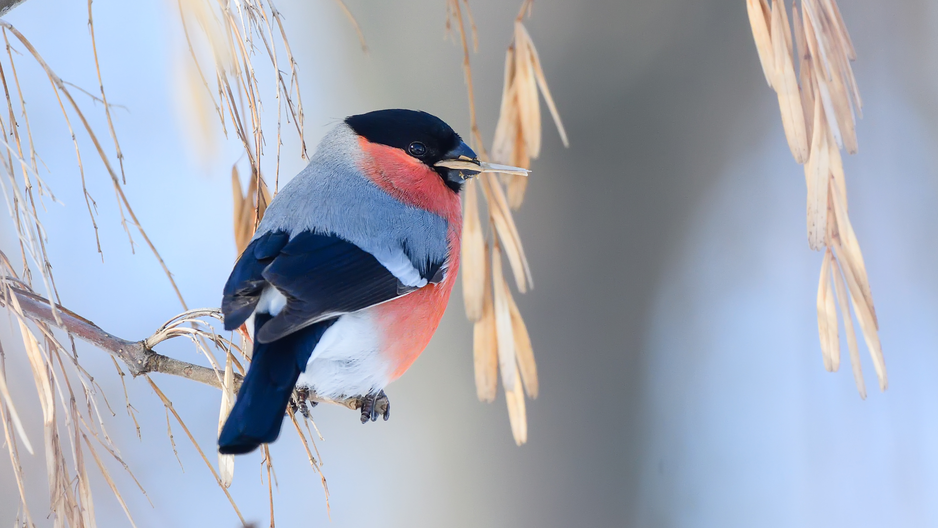 Eurasian ciuffolotto