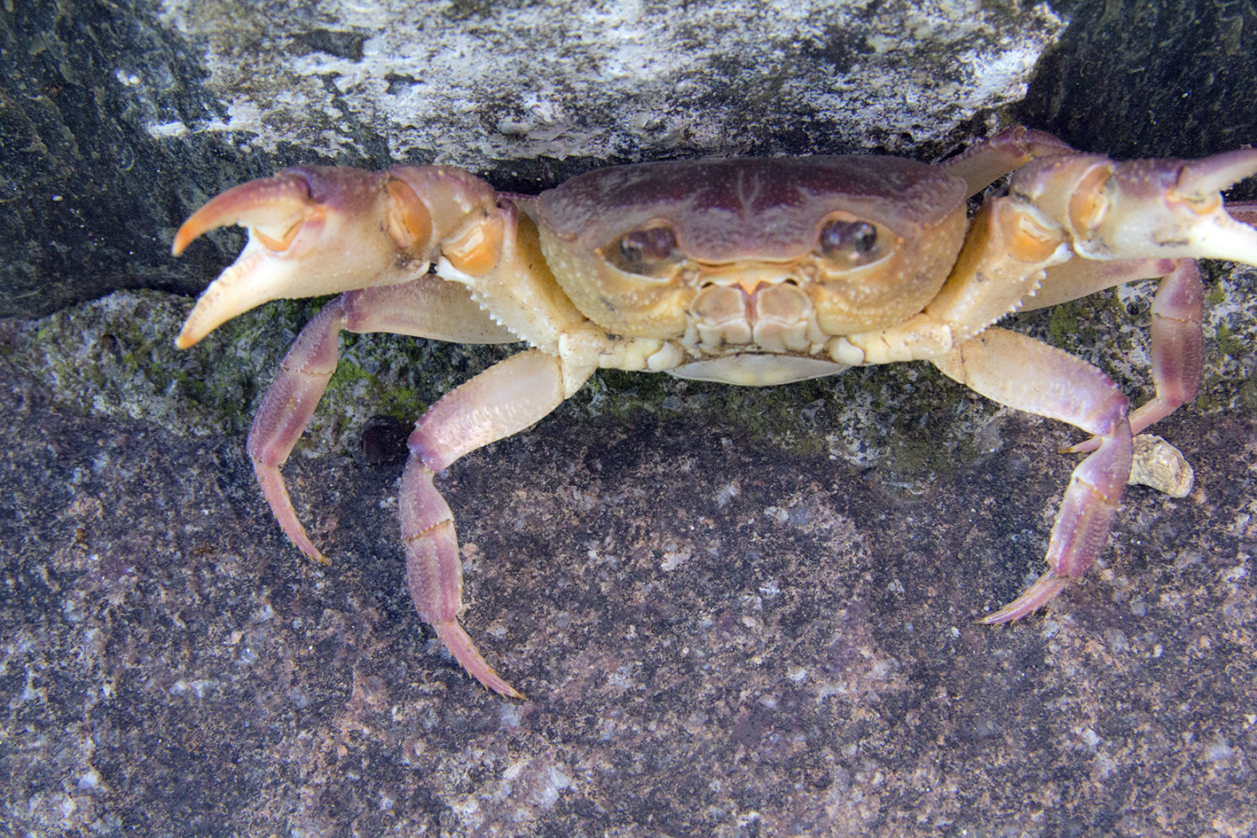 Crab in defense