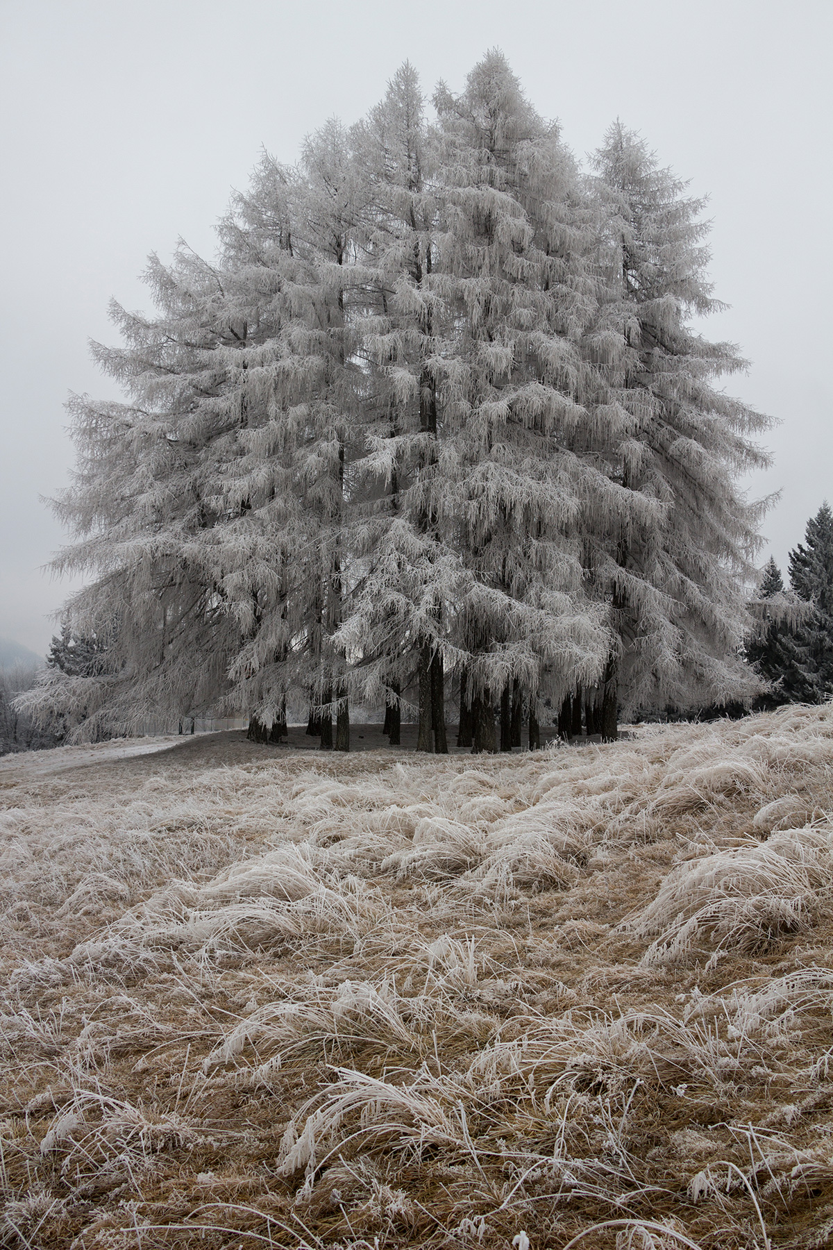 the larches of the roadhouse