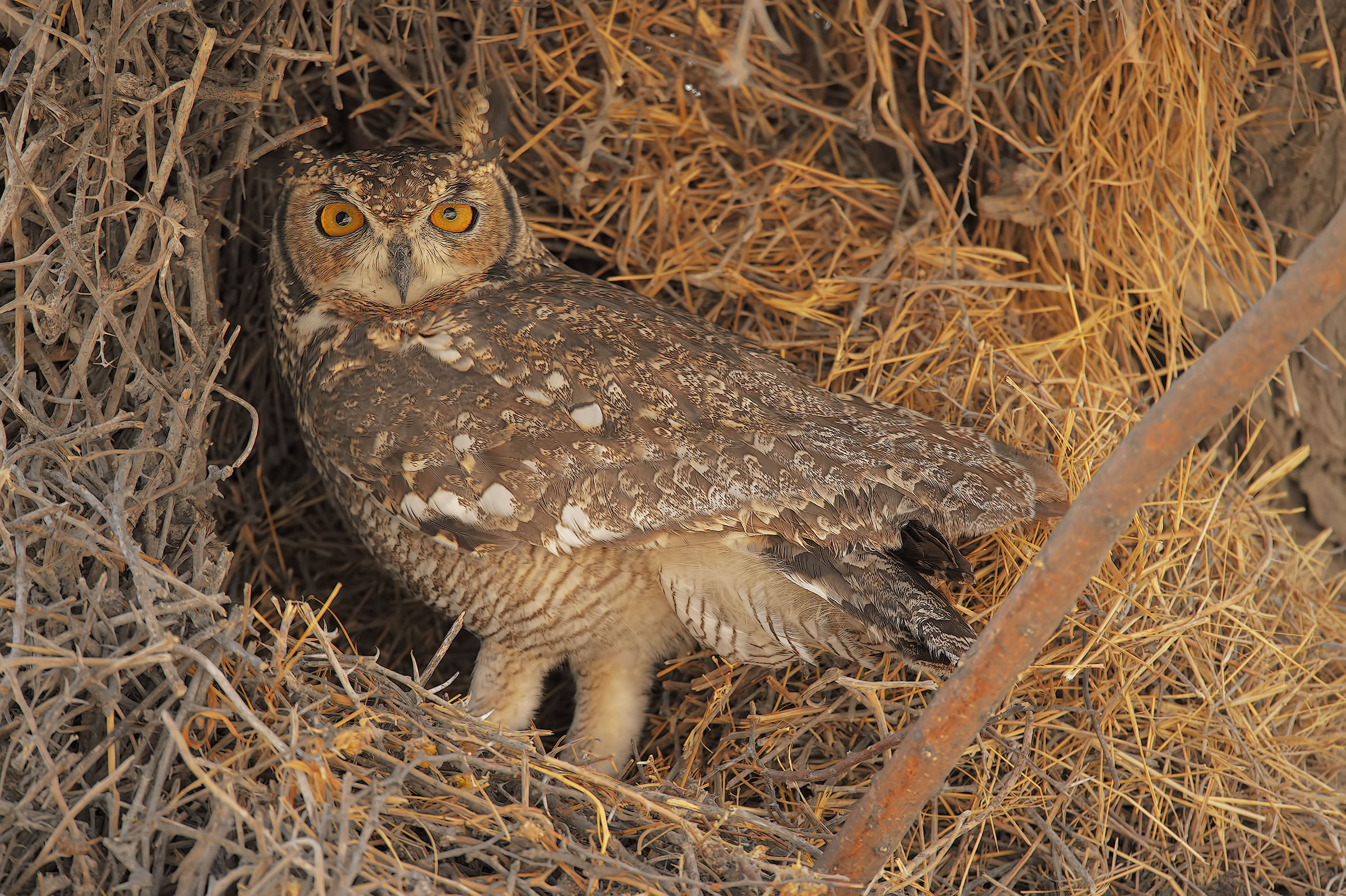 perfect camouflage (or almost)