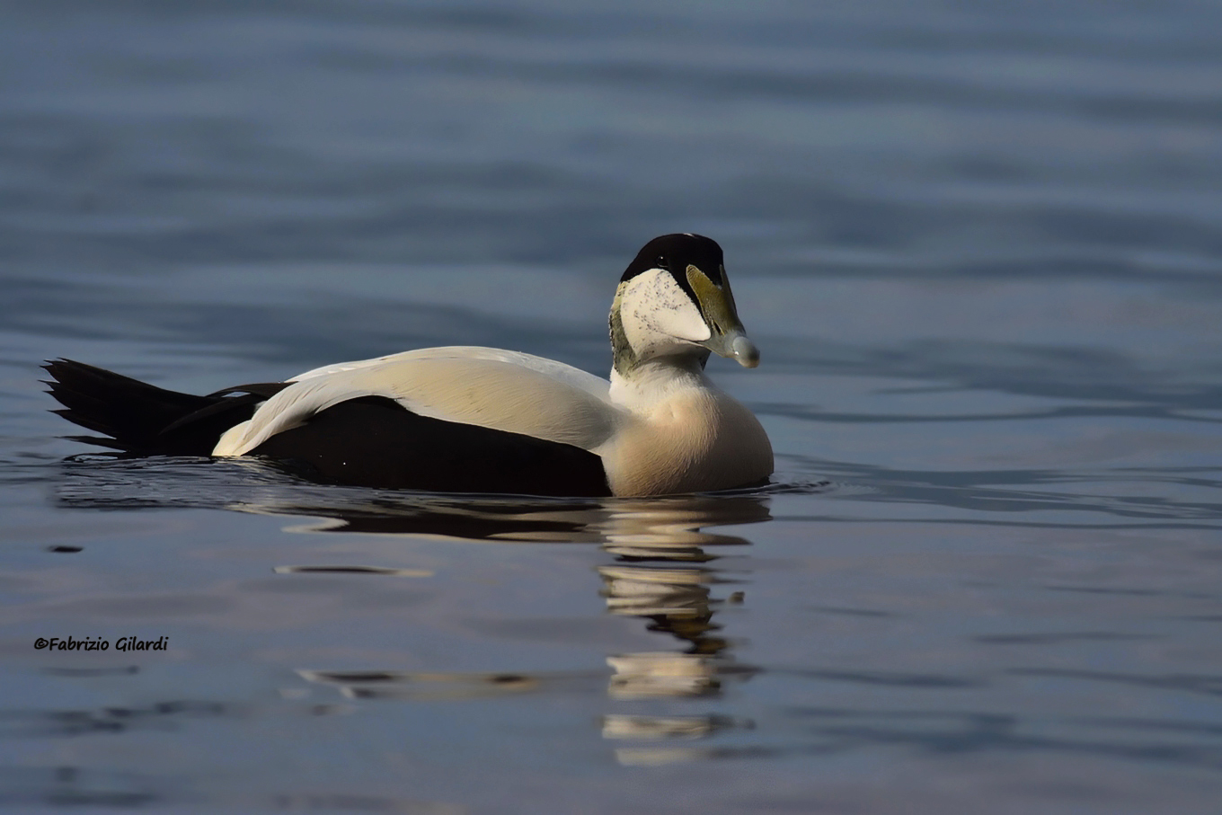 Common Eider (Somateria mollissima)