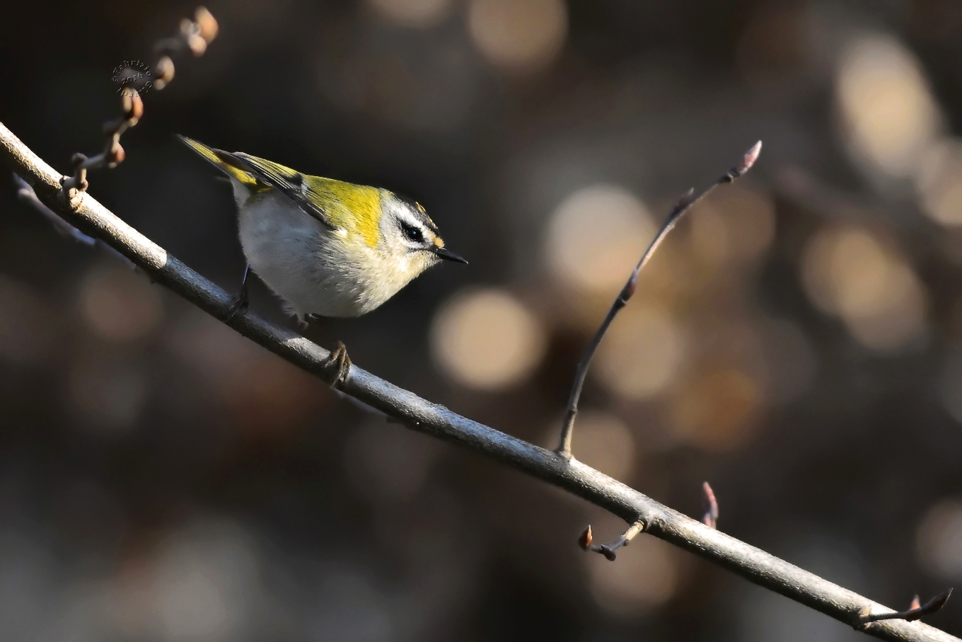 Firecrest (Regulus ignicapilla)