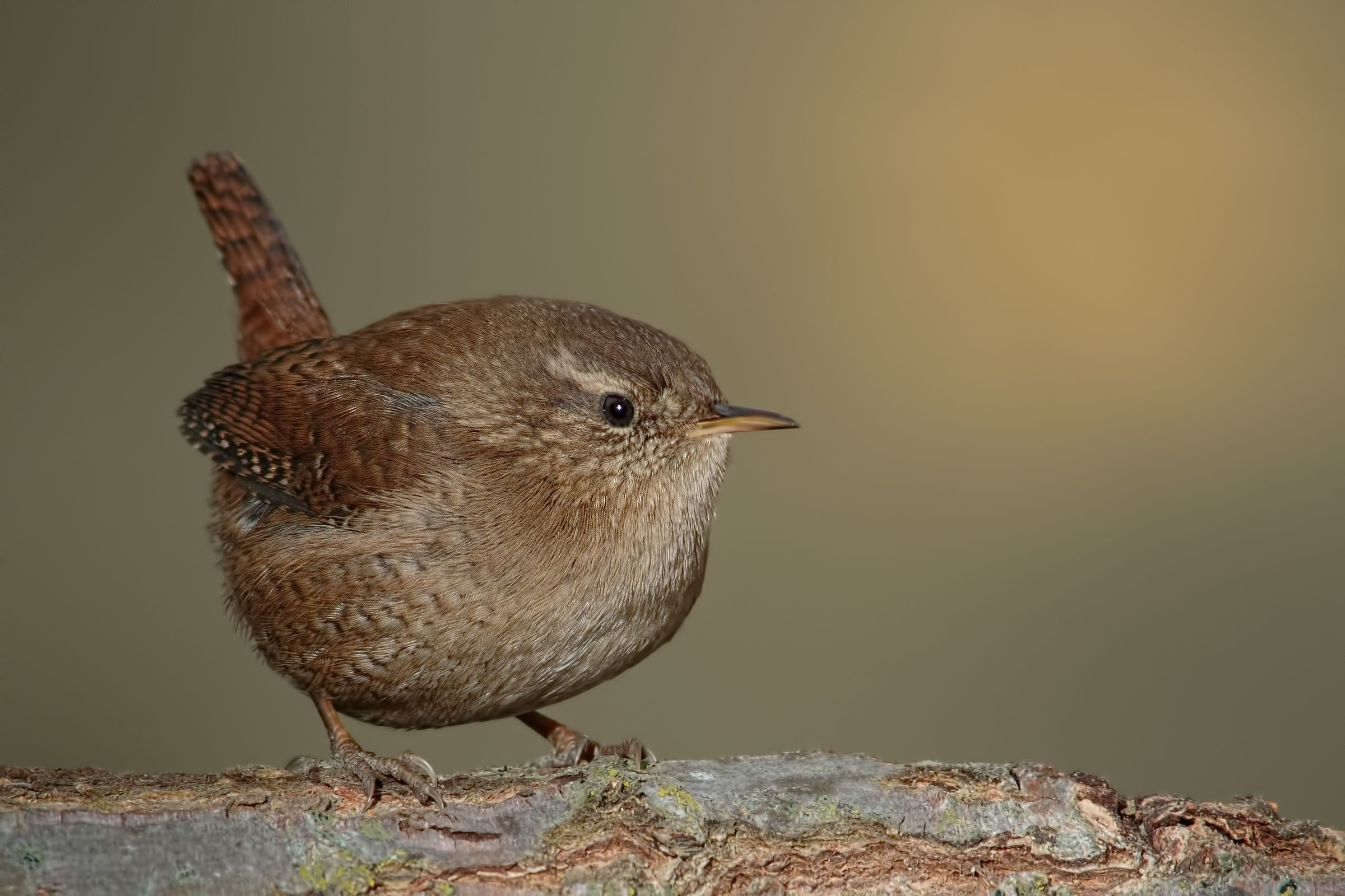 Common wren (Troglodytes troglodytes)