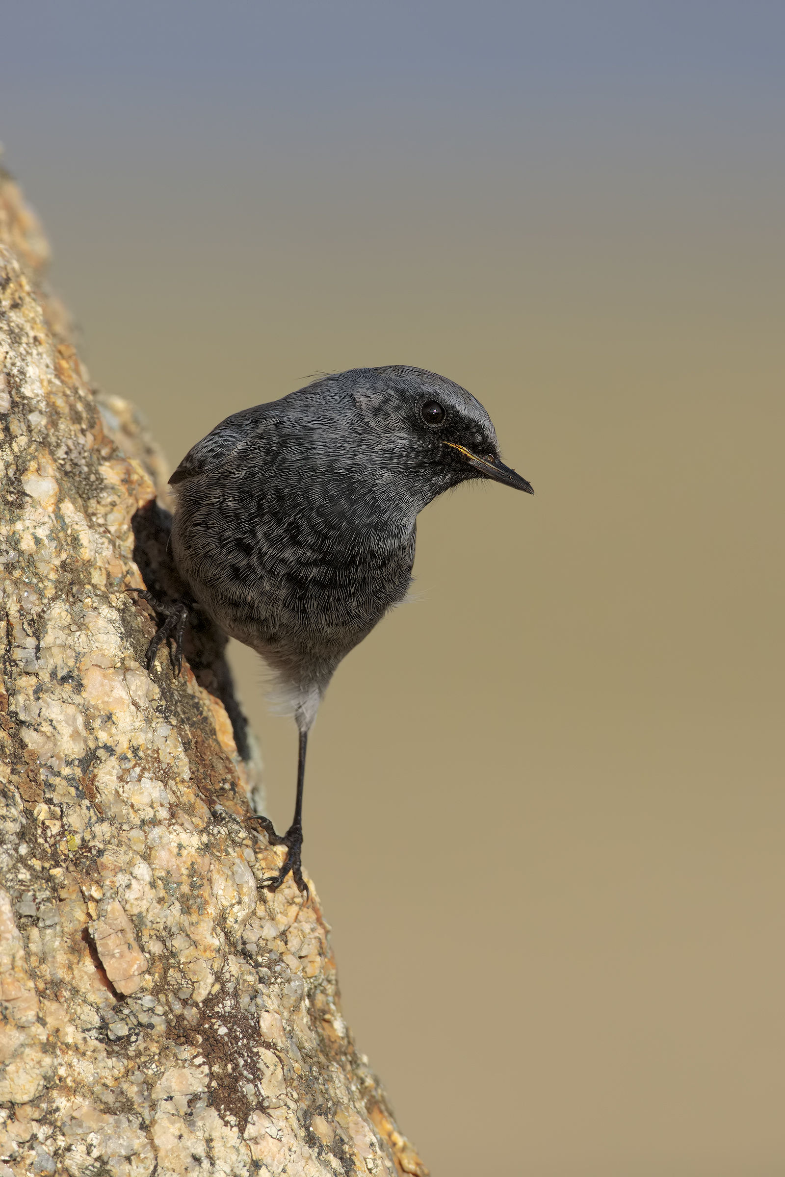 Codirosso Spazzacamino