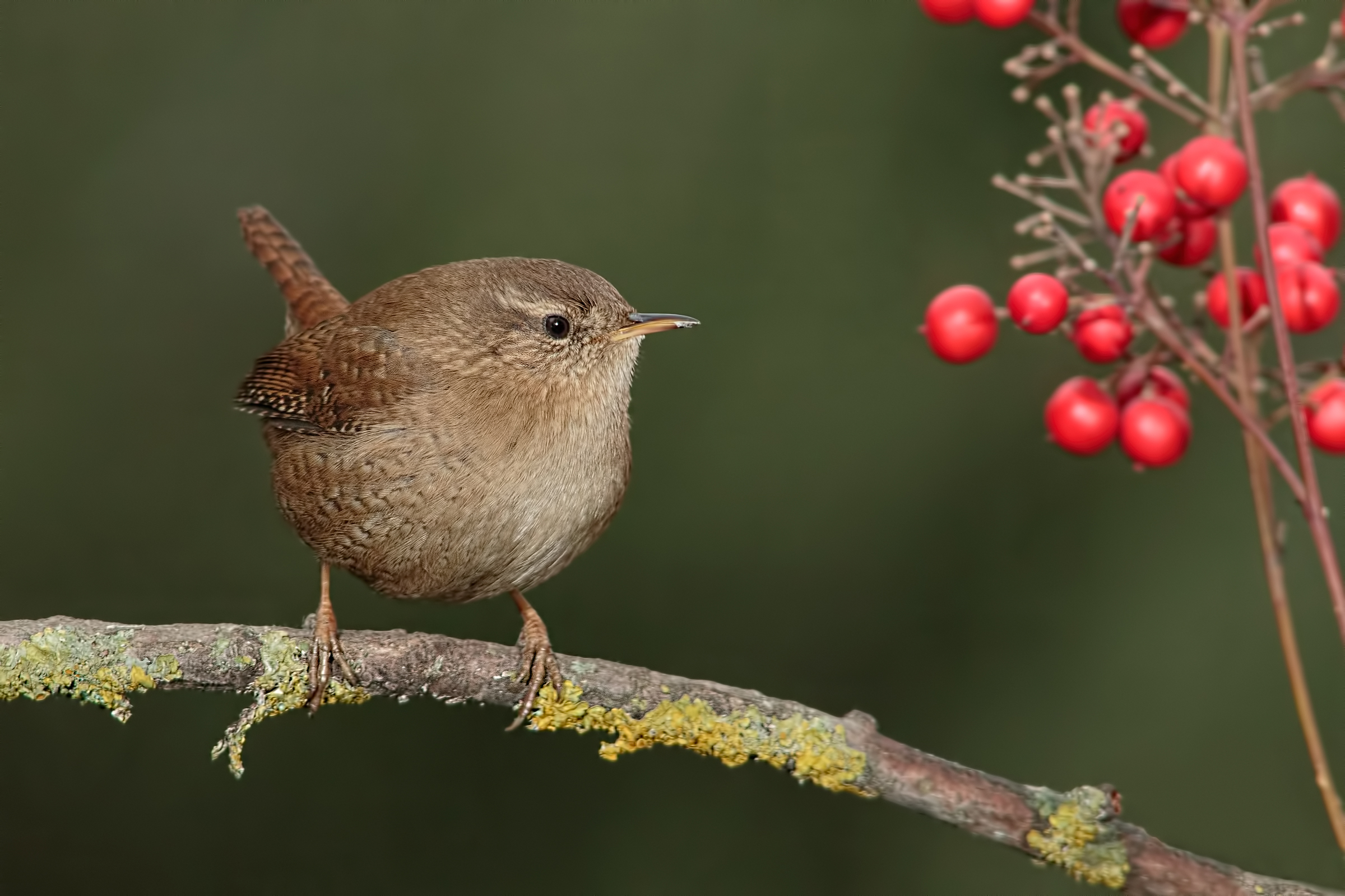 Common wren (Troglodytes troglodytes)