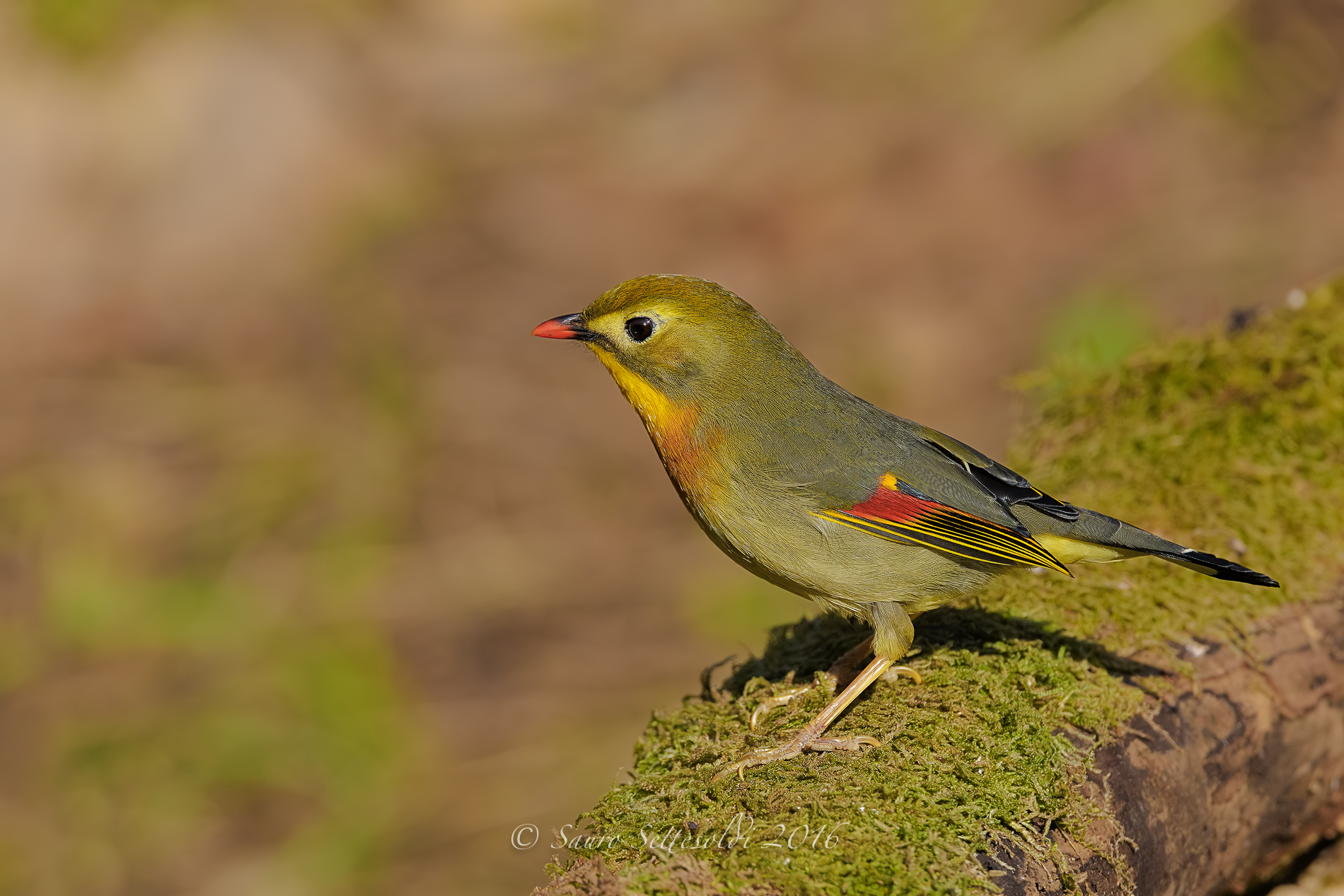 Nightingale of Japan