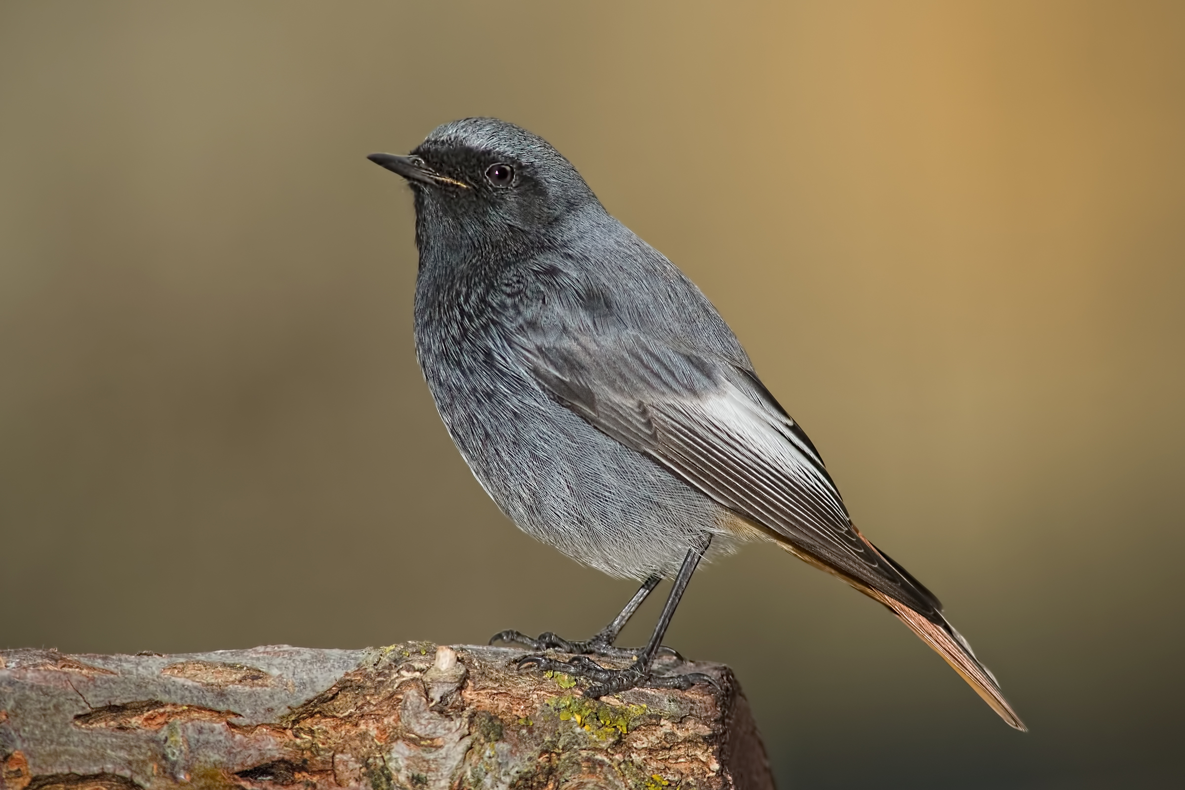 Black redstart (Phoenicurus ochruros)
